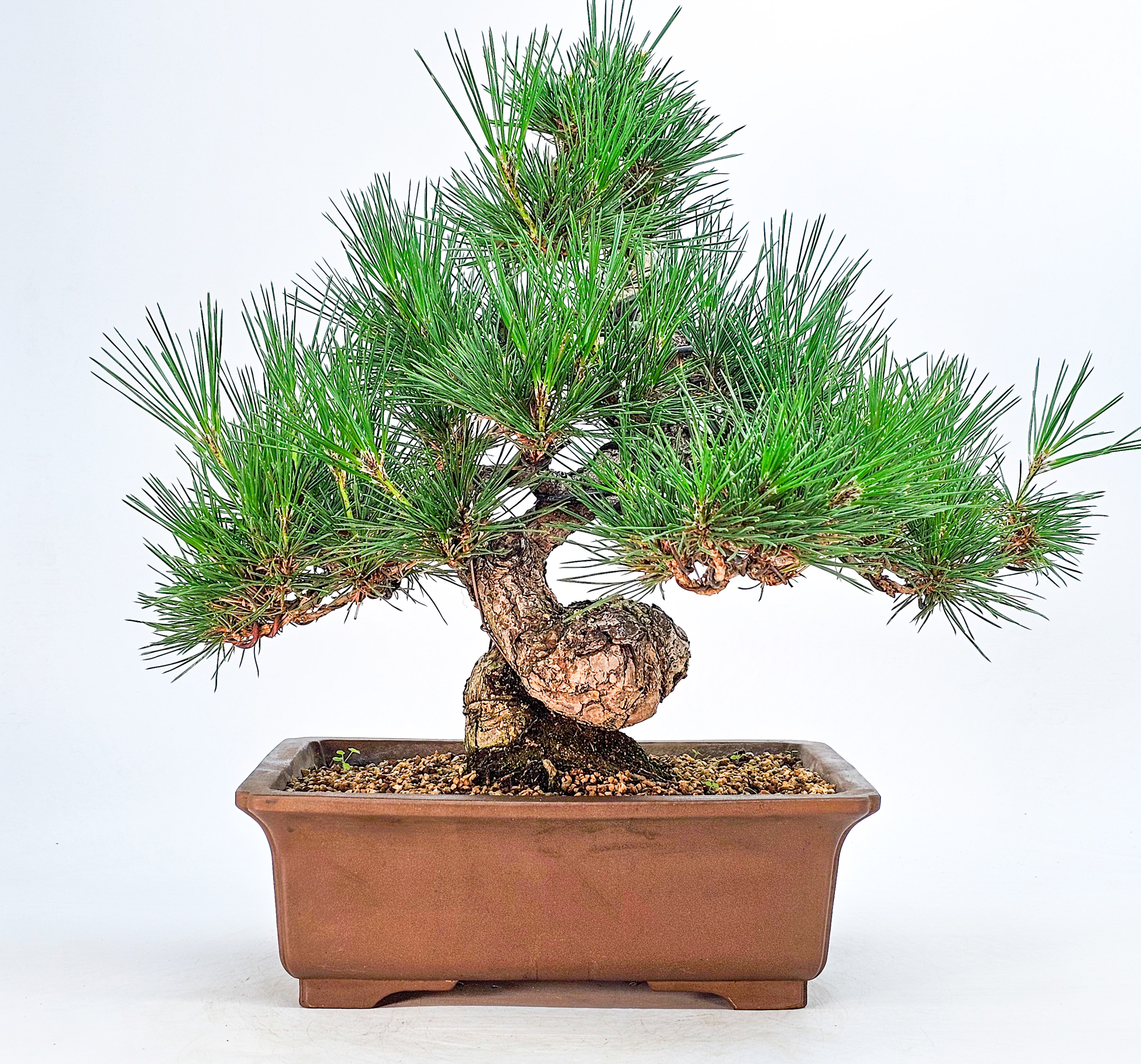 Bonsai Schwarzkiefer - Pinus thunbergii 33,5cm 