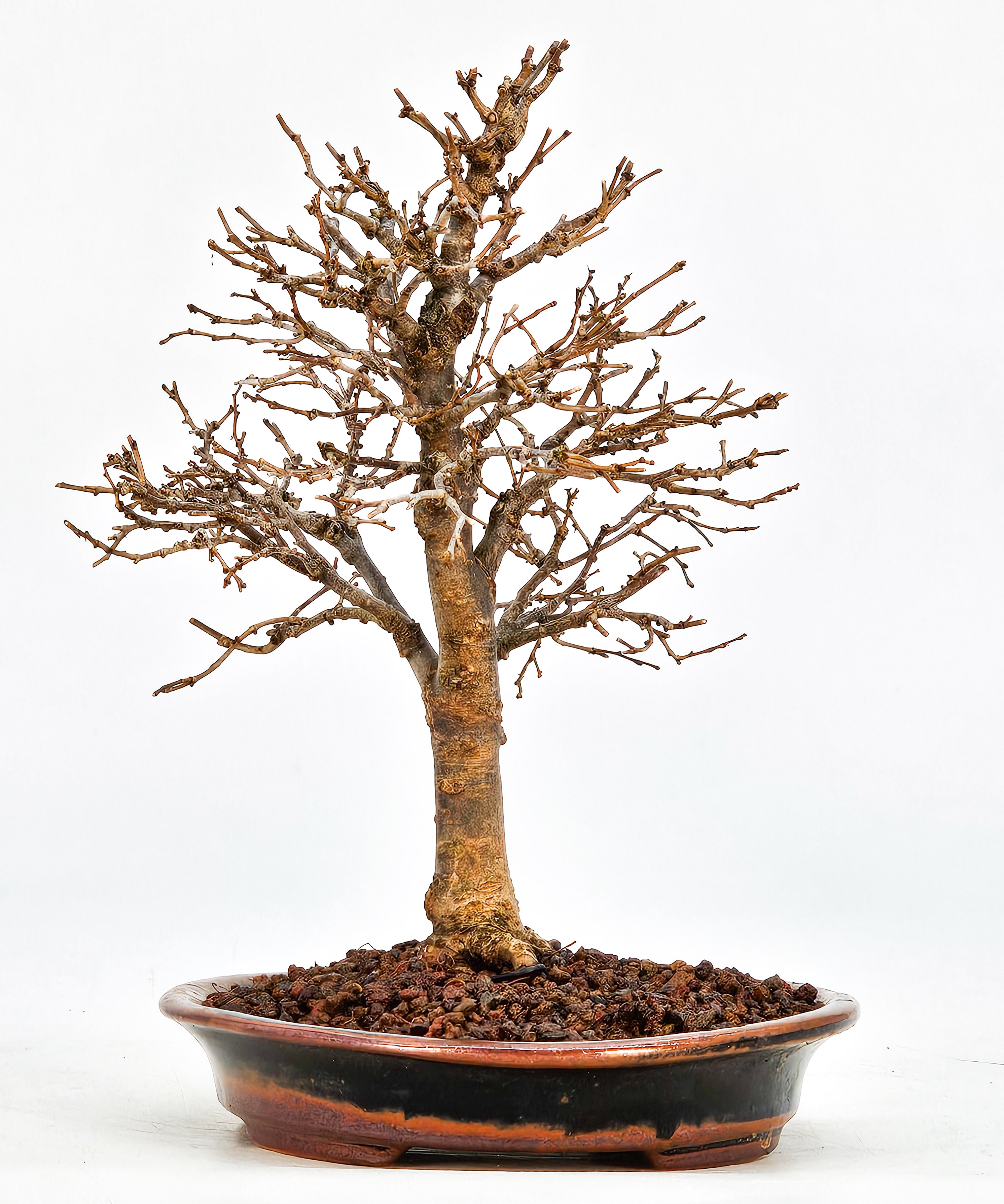 Bonsai Zelkova serrata Shohin 15cm