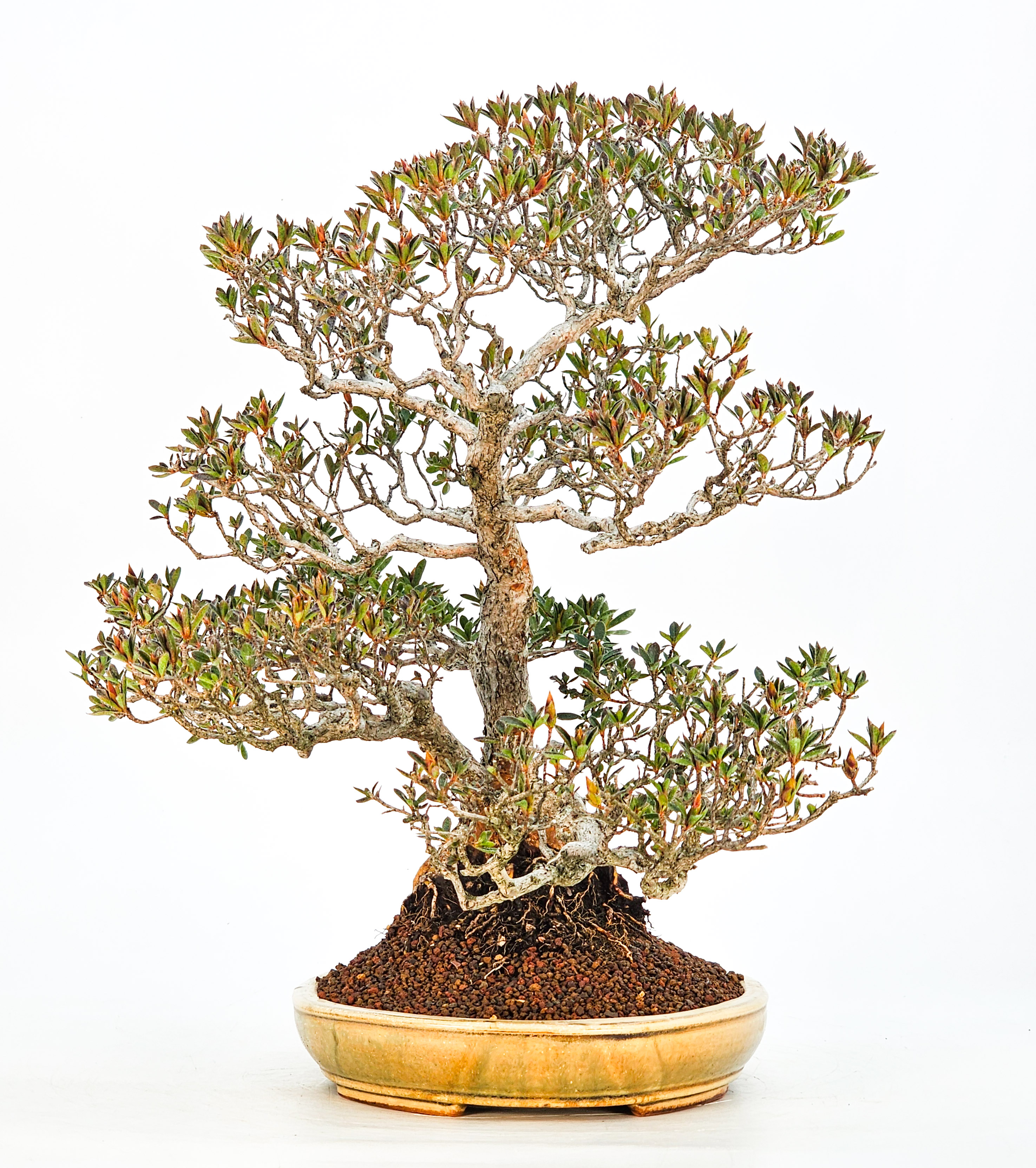 Bonsai Azalee Rhododendron indicum - Hoshi no Kira- 37cm 