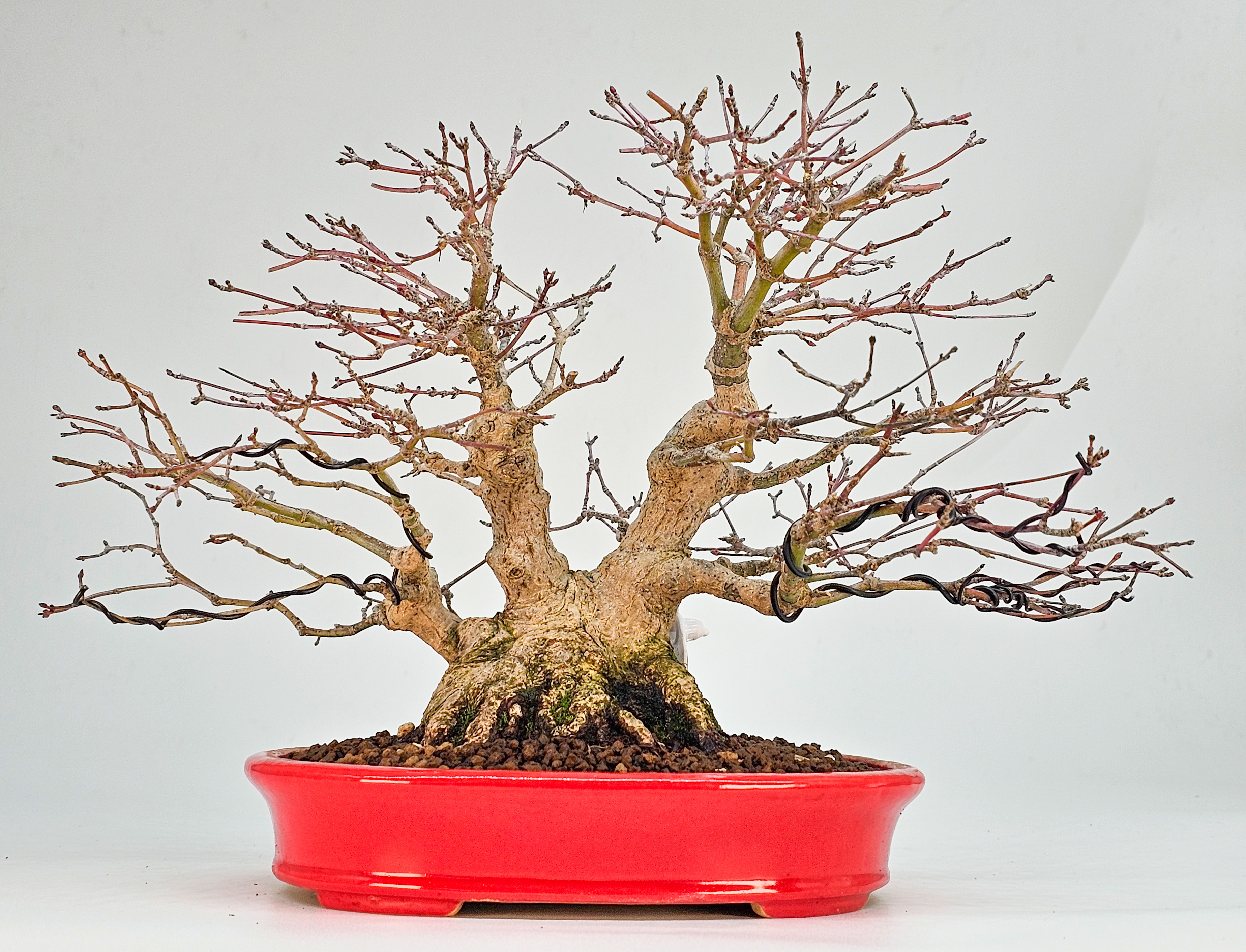 Bonsai Premium Fächerahorn - Acer palmatum Shohin 18cm