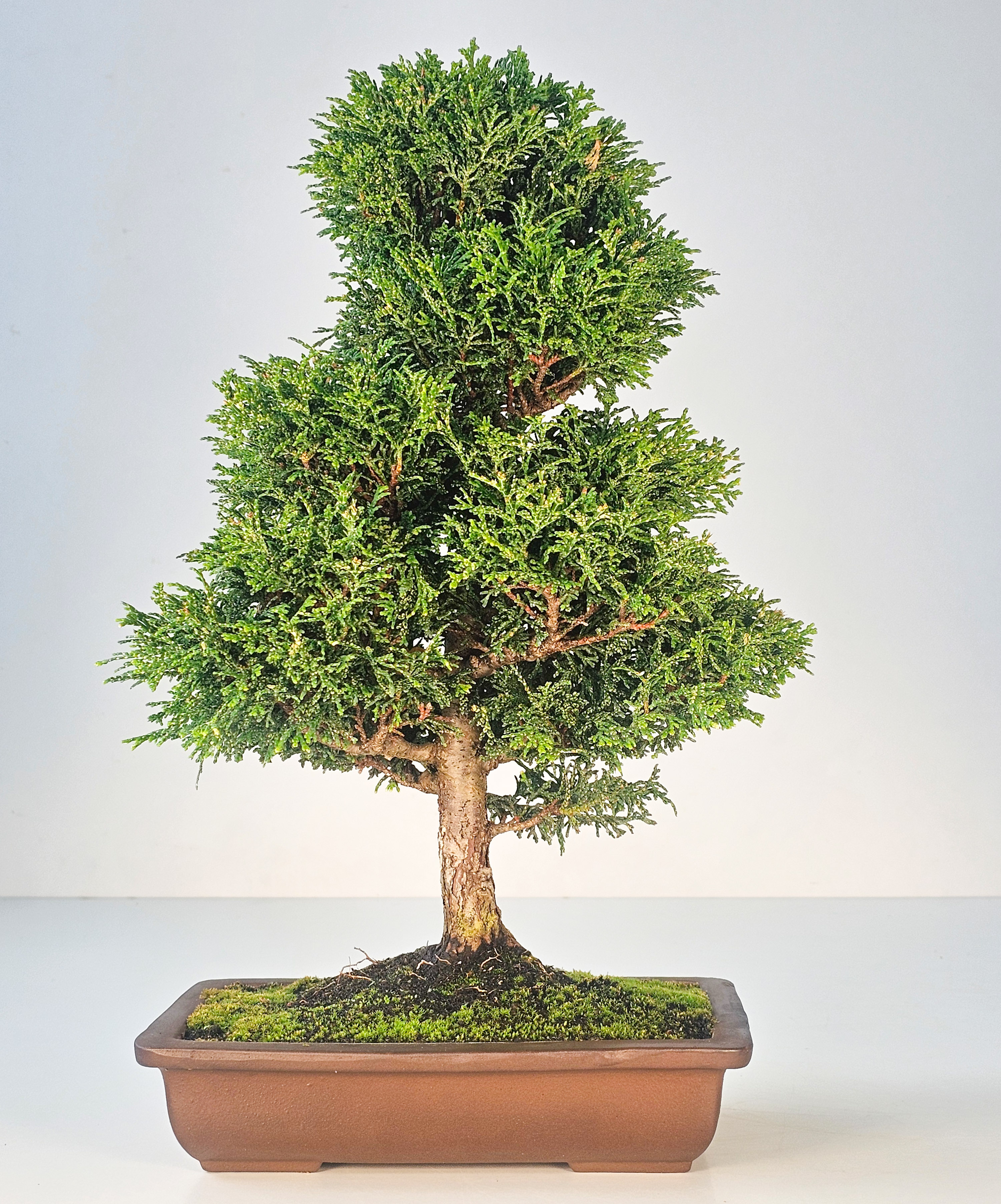 Bonsai Chamaecyparis obtusa 38,5 cm 