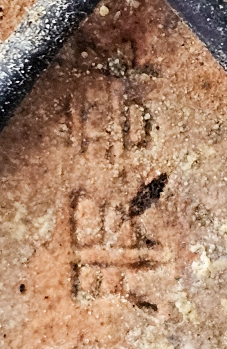 Bonsai Gardenia jasminoides Shohin 18cm 