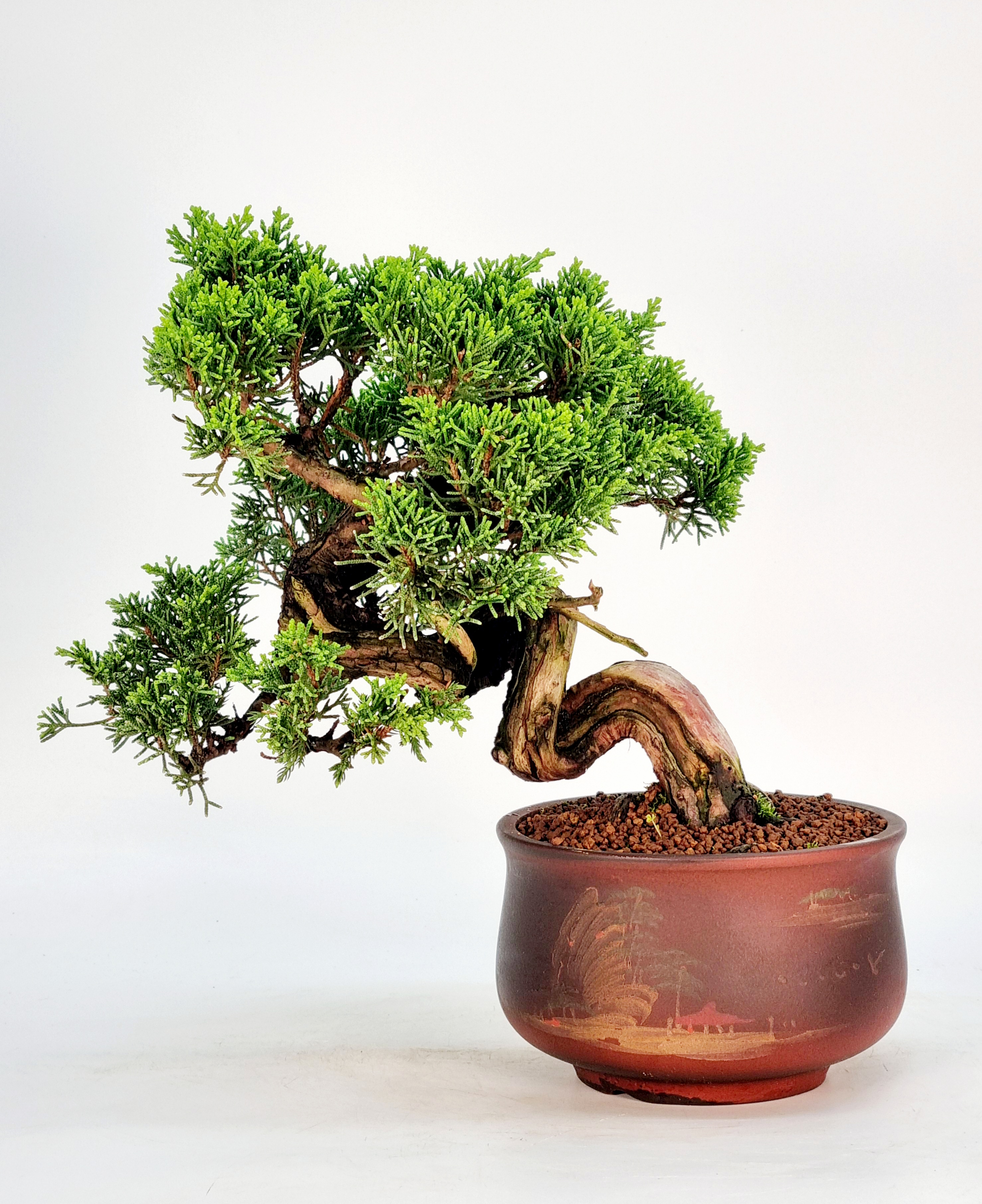 Bonsai Wacholder Juniperus Itoigawa Shohin 18cm