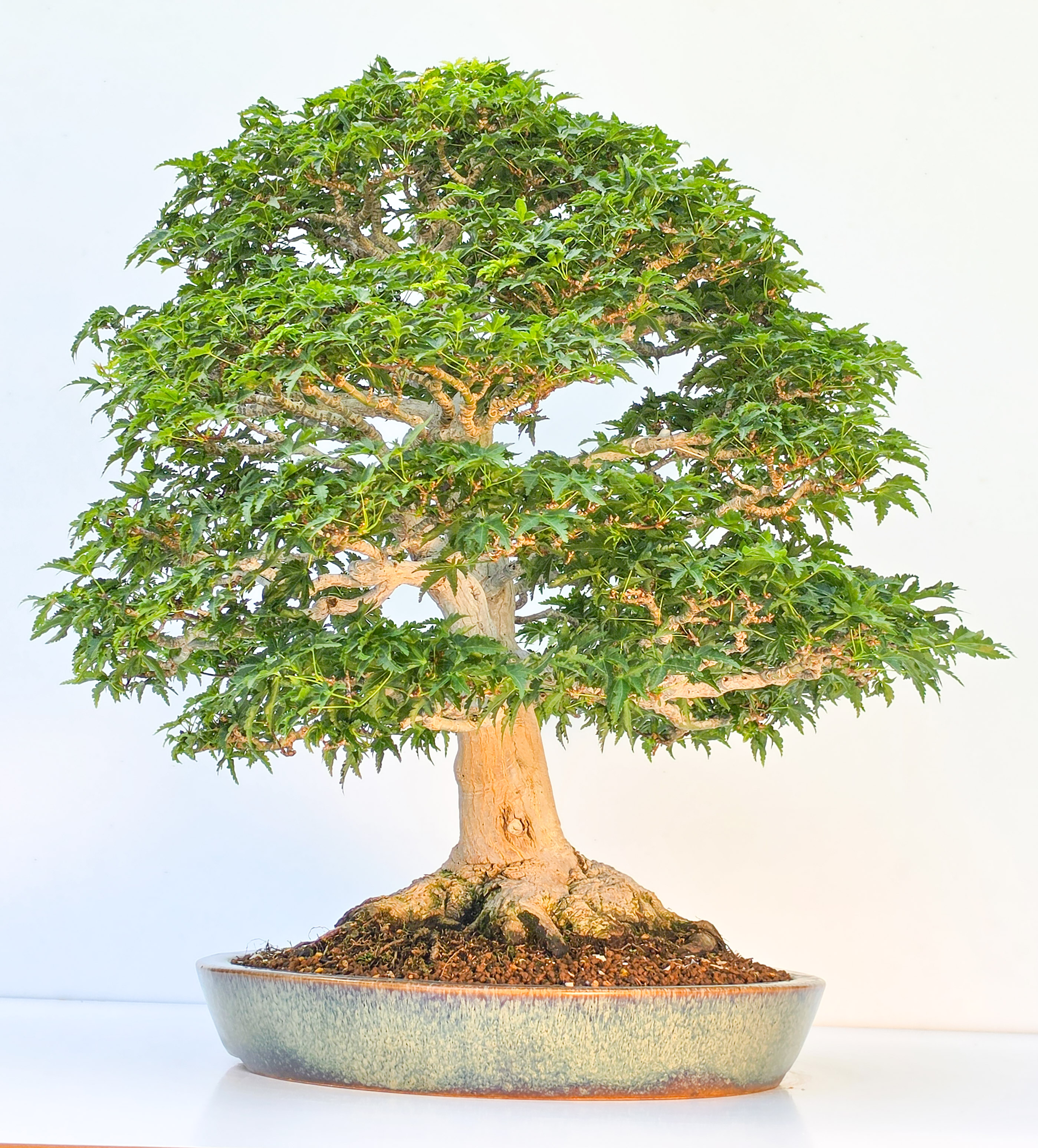 Bonsai Premium Löwenkopfahorn- Acer palmatum Shishigashira 61cm Video!!