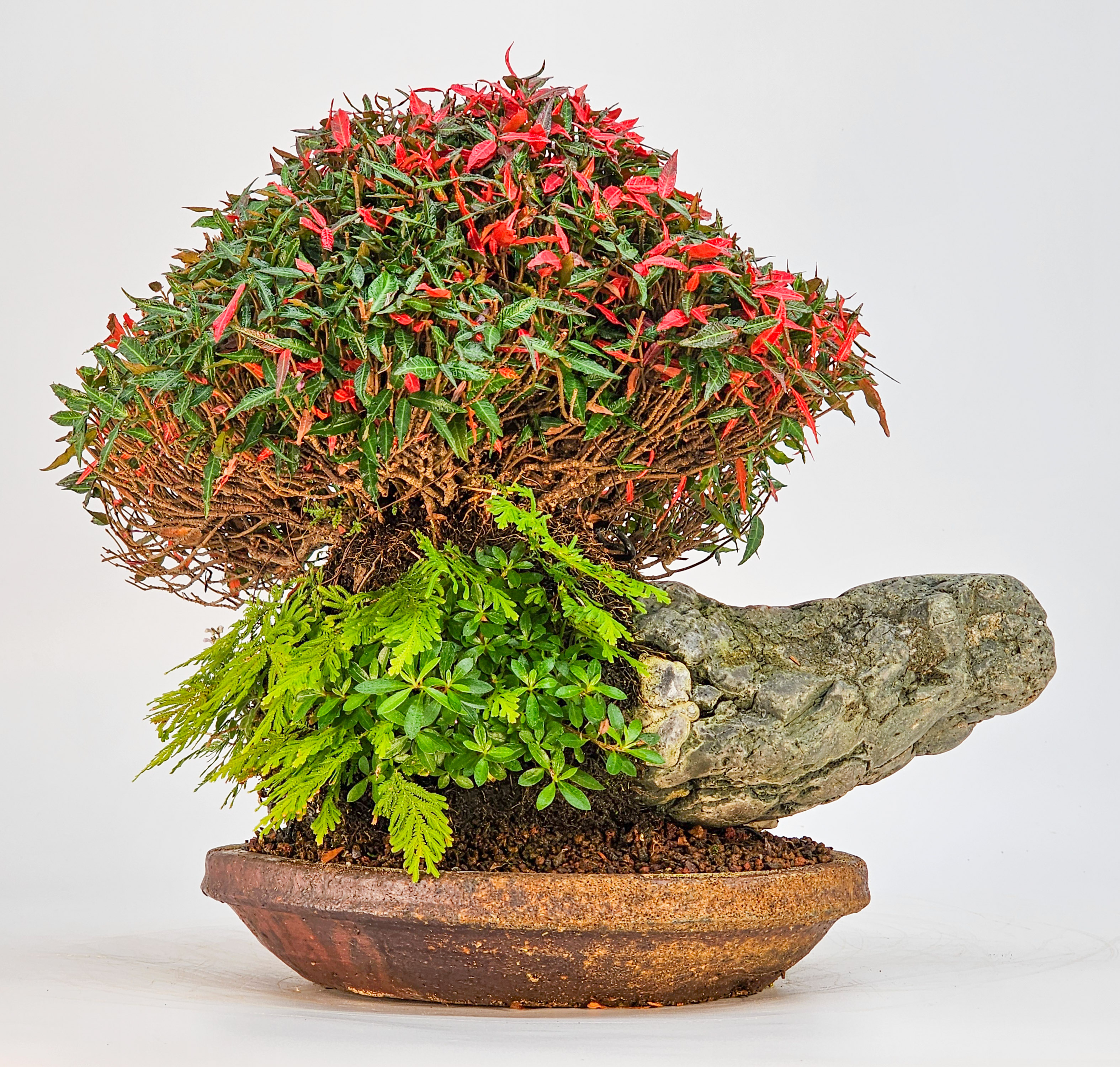 Bonsai Sternjasmin - Trachelospermum asiaticum Ishizuki 20cm