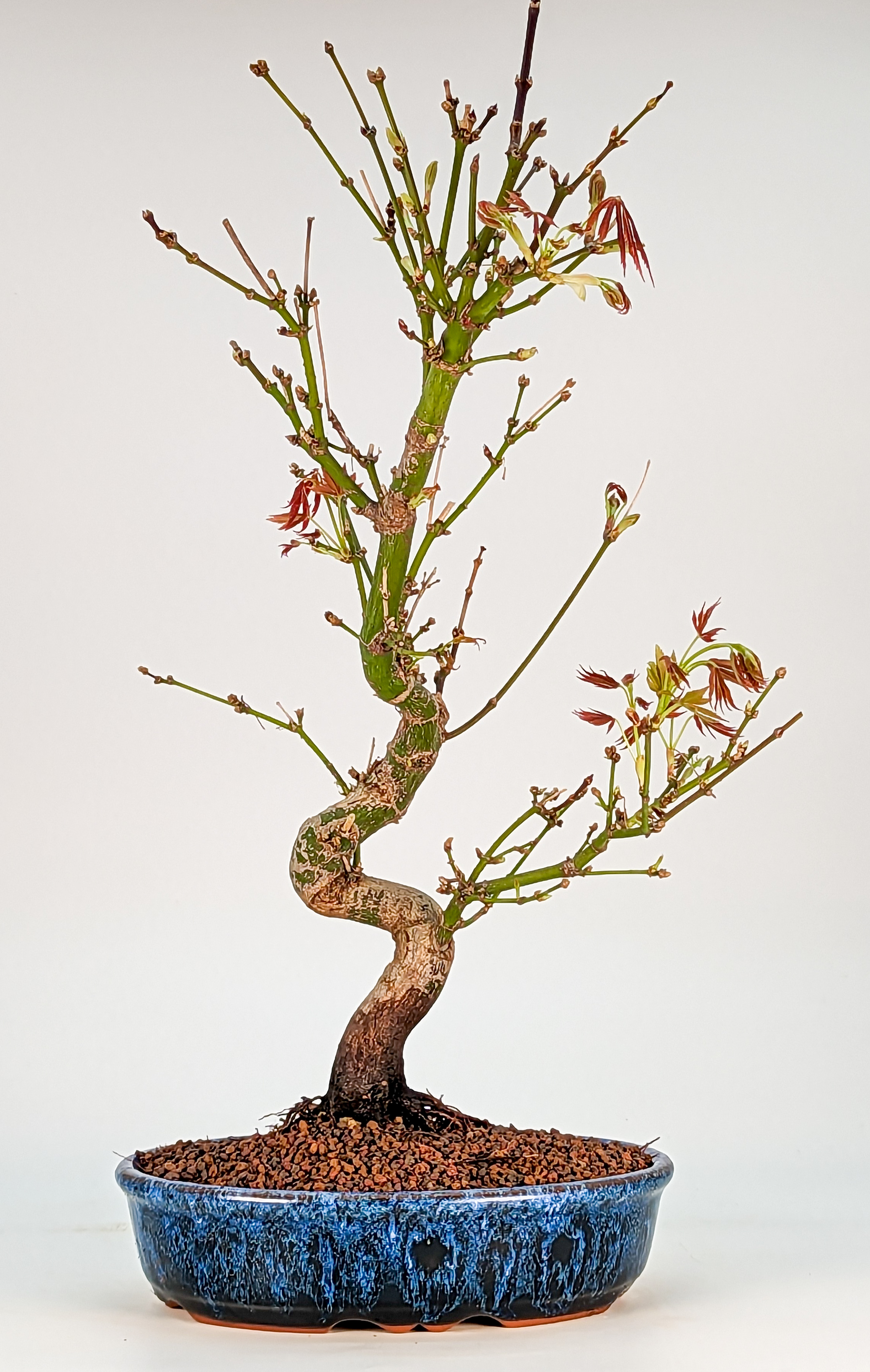 Bonsai 13 Jahre Fächerahorn Acer palmatum atropurpureum 33cm