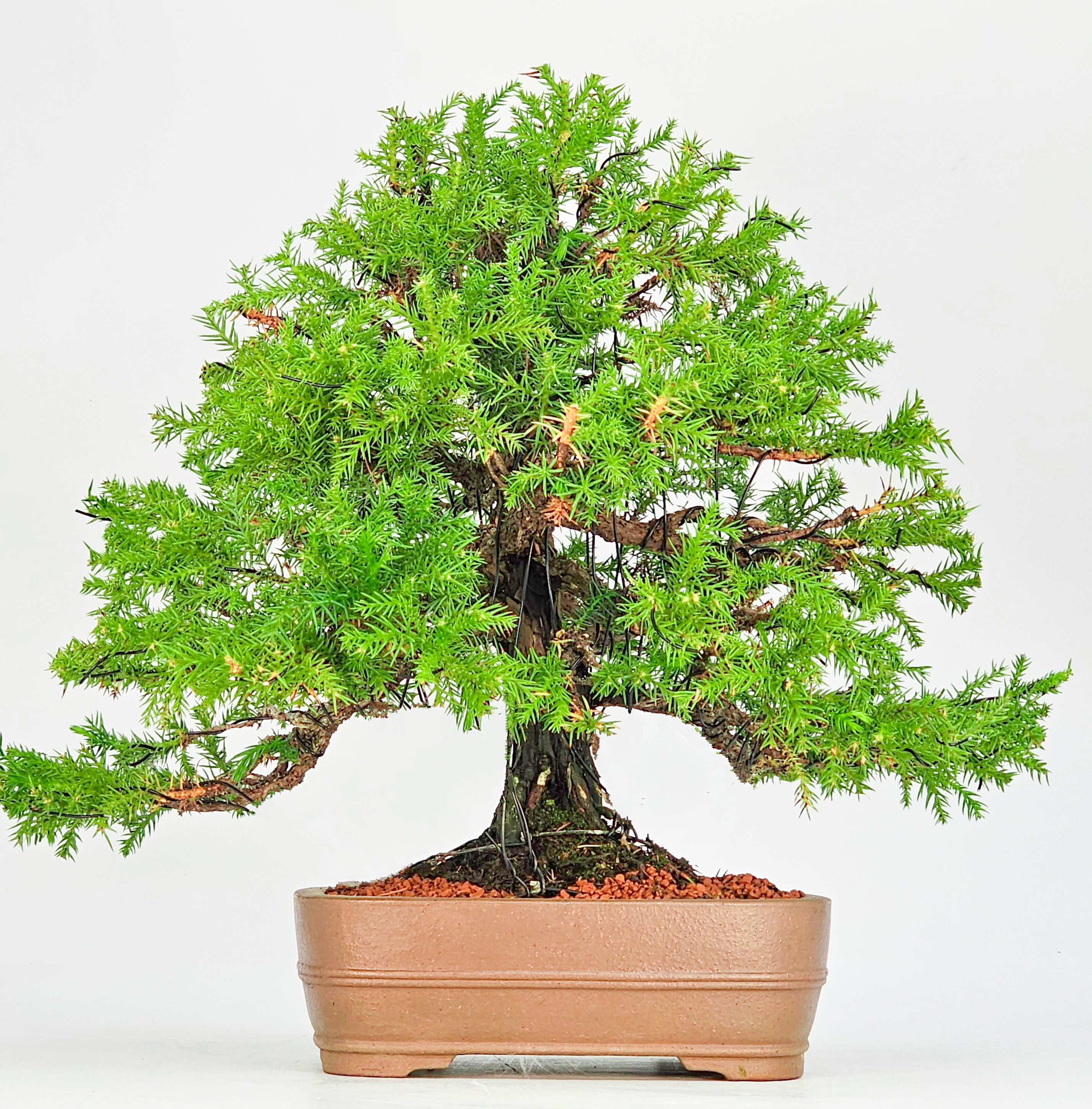Bonsai Sicheltanne Cryptomeria Japonica 30cm