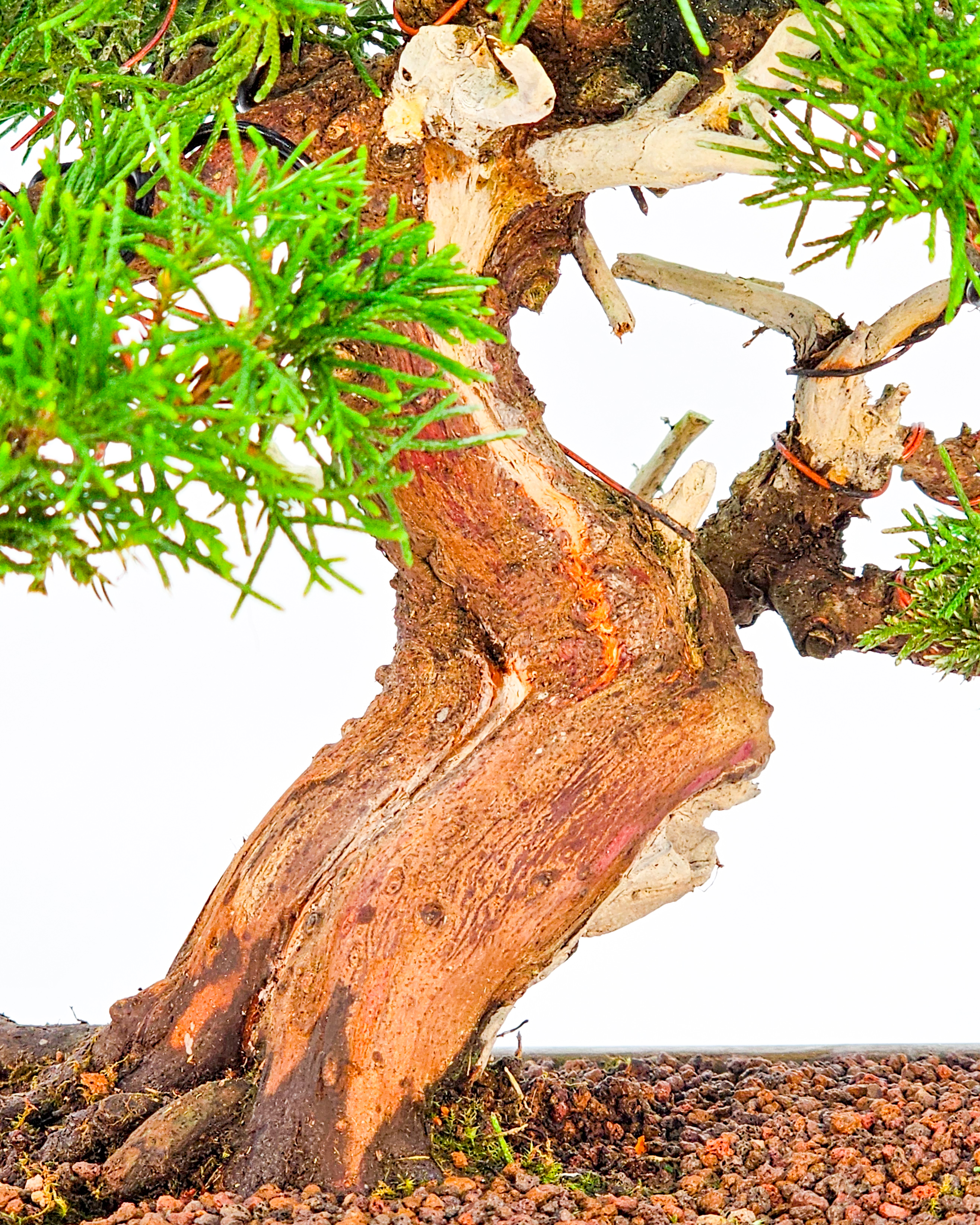 Bonsai Wacholder Juniperus chinensis Shohin 21cm