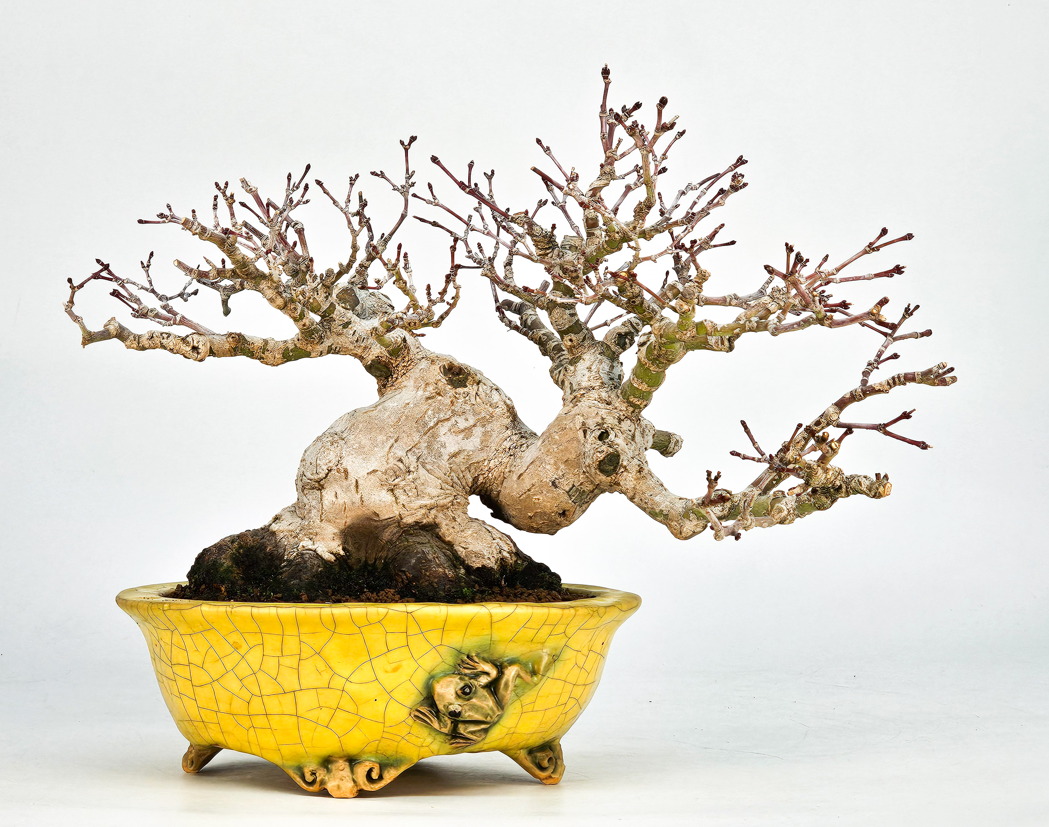 Bonsai Fächerahorn - Acer palmatum Shohin 16cm Video!!! Bonsai Fächerahorn - Acer palmatum Shohin 16cm Video!!!