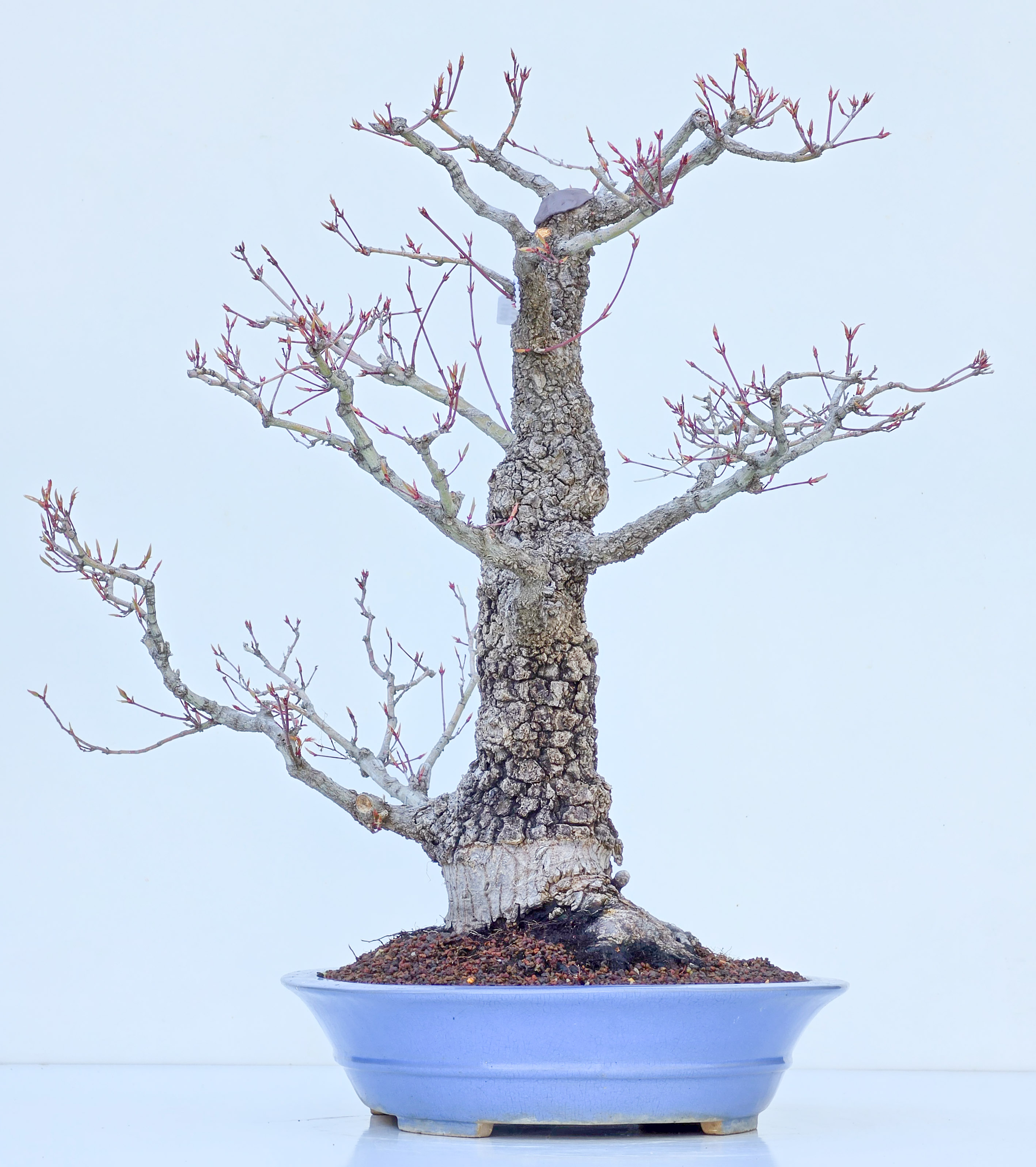 Bonsai Fächerahorn - Acer palmatum Arakawa 54cm
