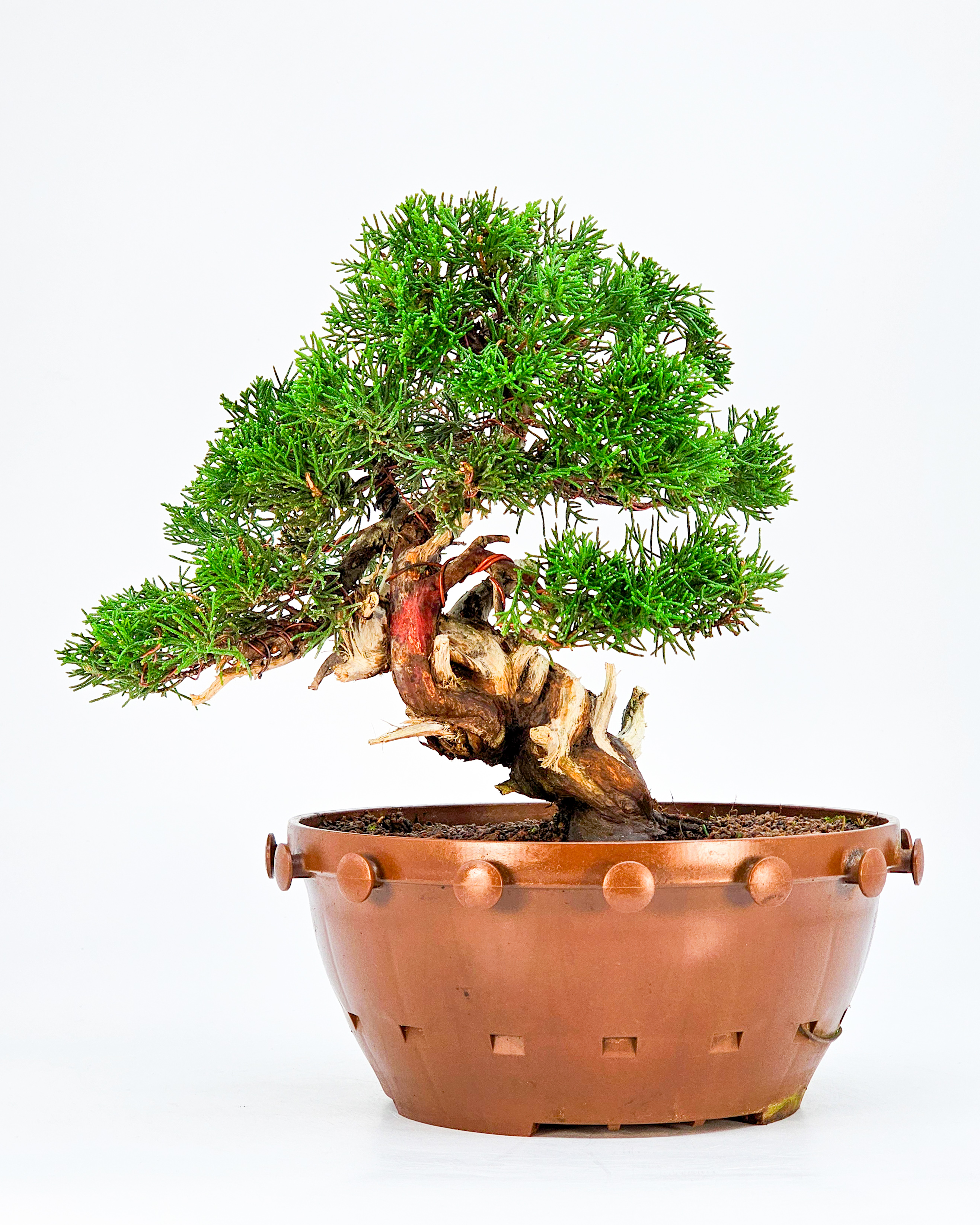 Bonsai Wacholder - Juniperus chinensis 22cm