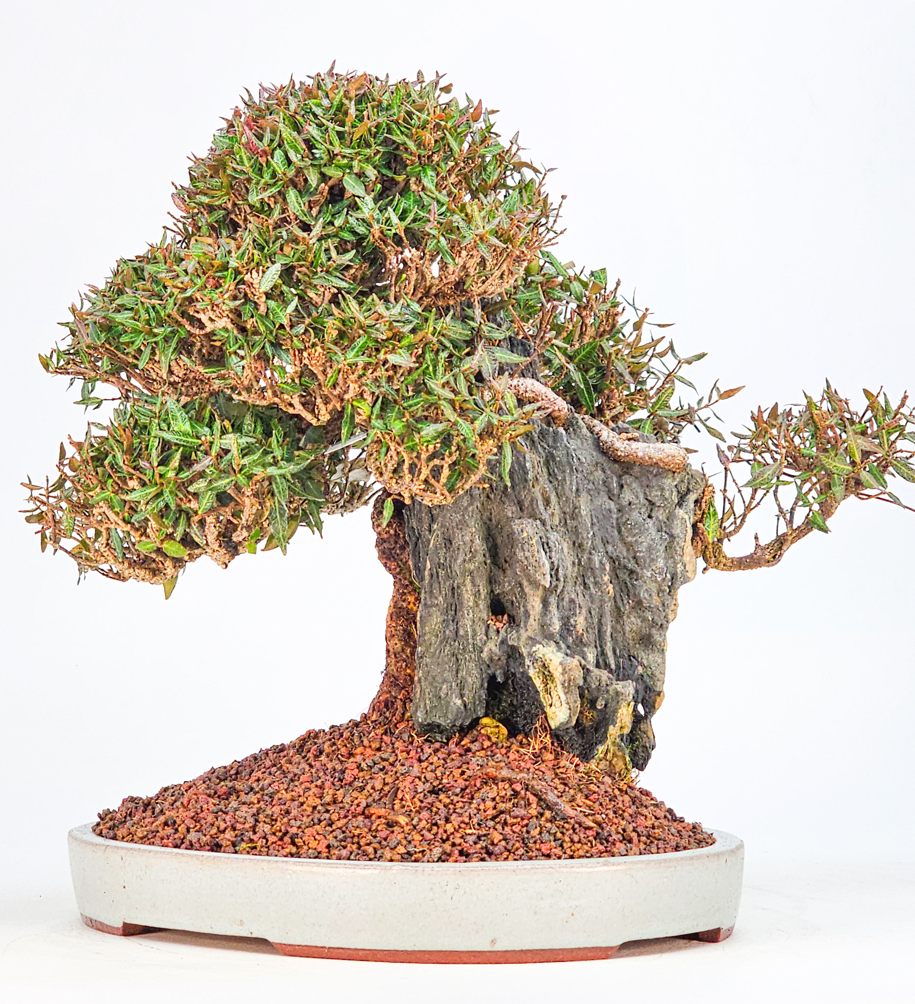 Bonsai Premium Sternjasmin - Trachelospermum asiaticum Ishizuki 24,5cm  