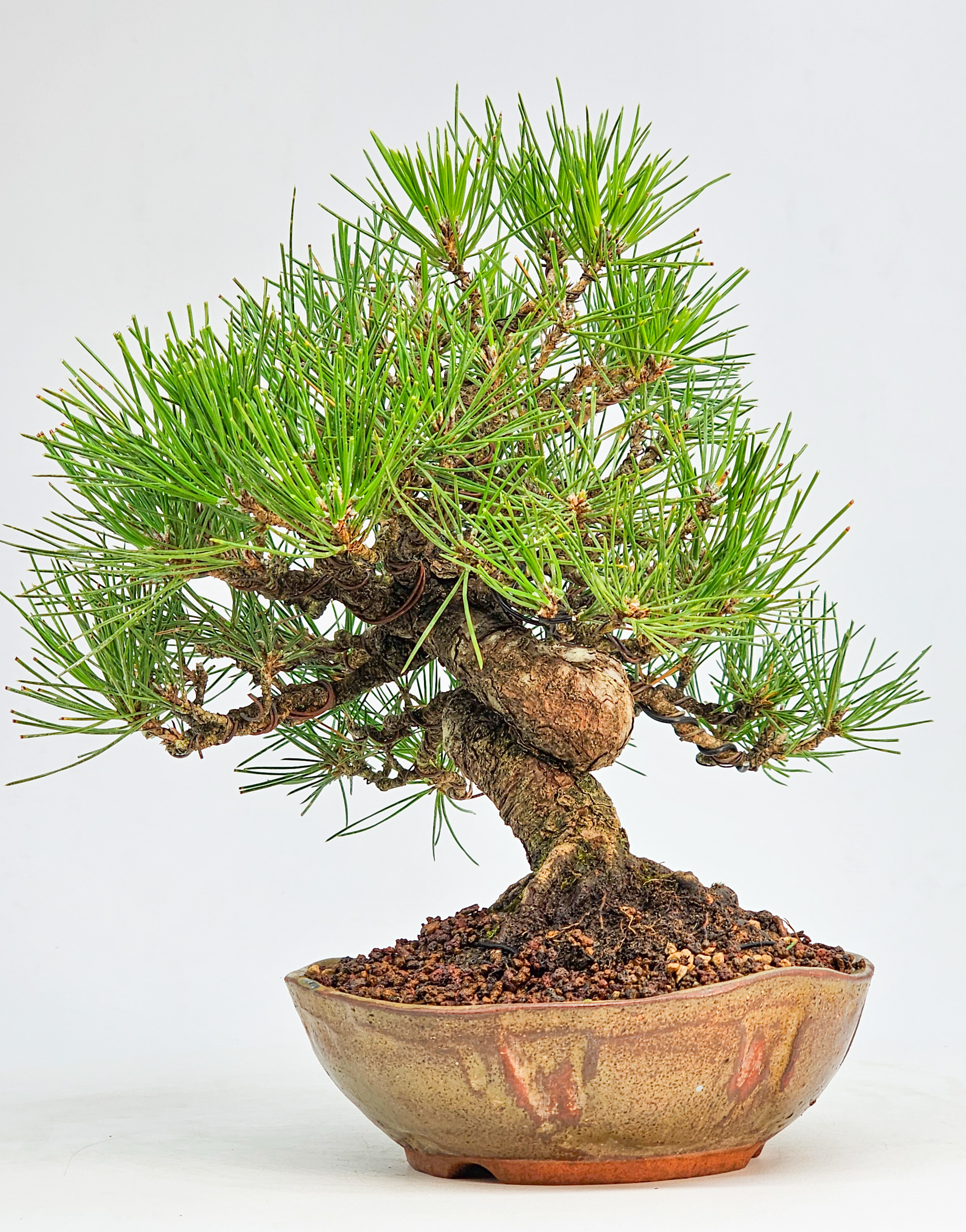 Bonsai Schwarzkiefer - Pinus thunbergii Shohin 21cm