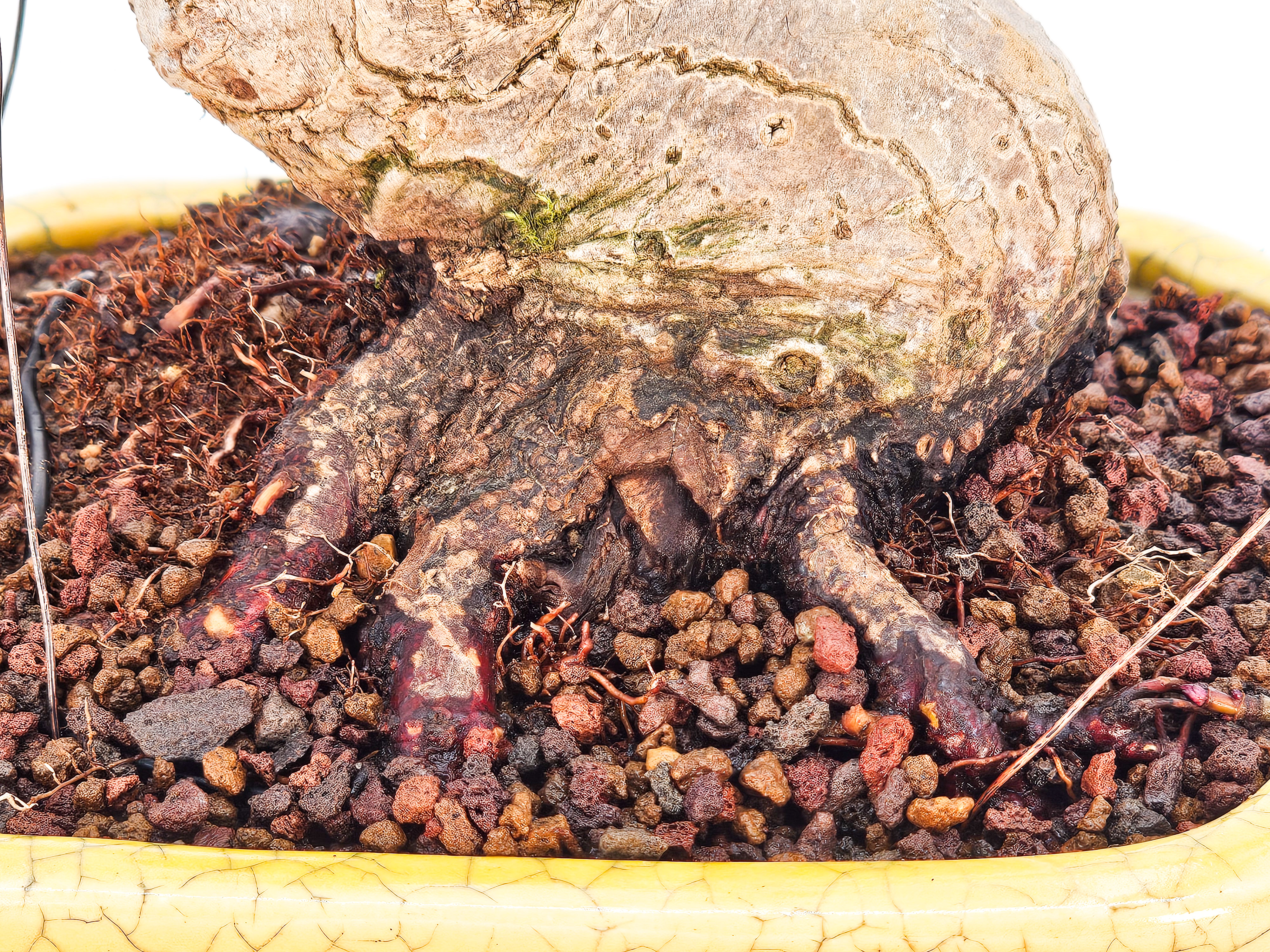 Bonsai Löwenkopfahorn- Acer palmatum Shishigashira Shohin 12cm