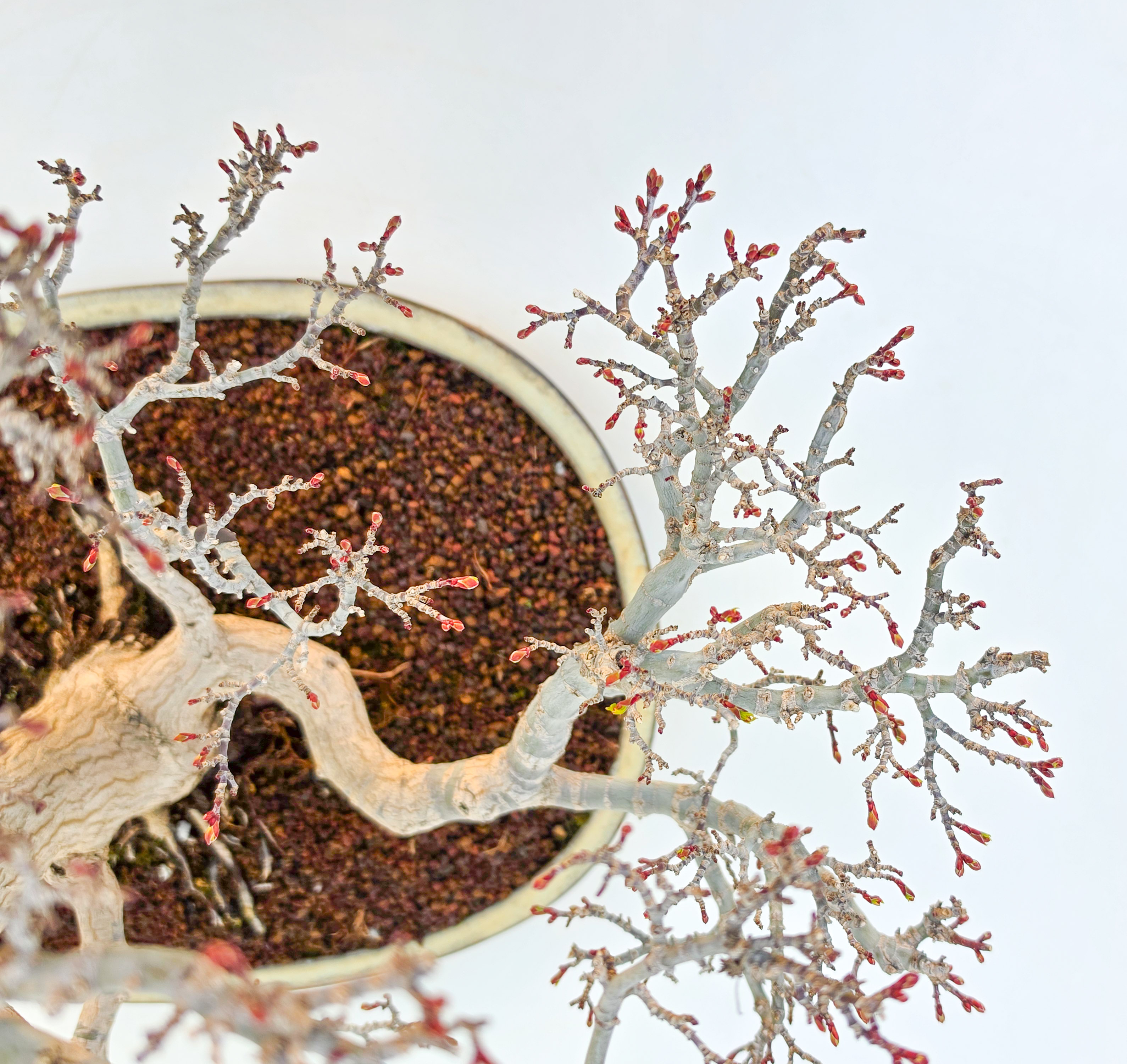 Bonsai Premium Löwenkopfahorn- Acer palmatum Shishigashira 47cm Video!!