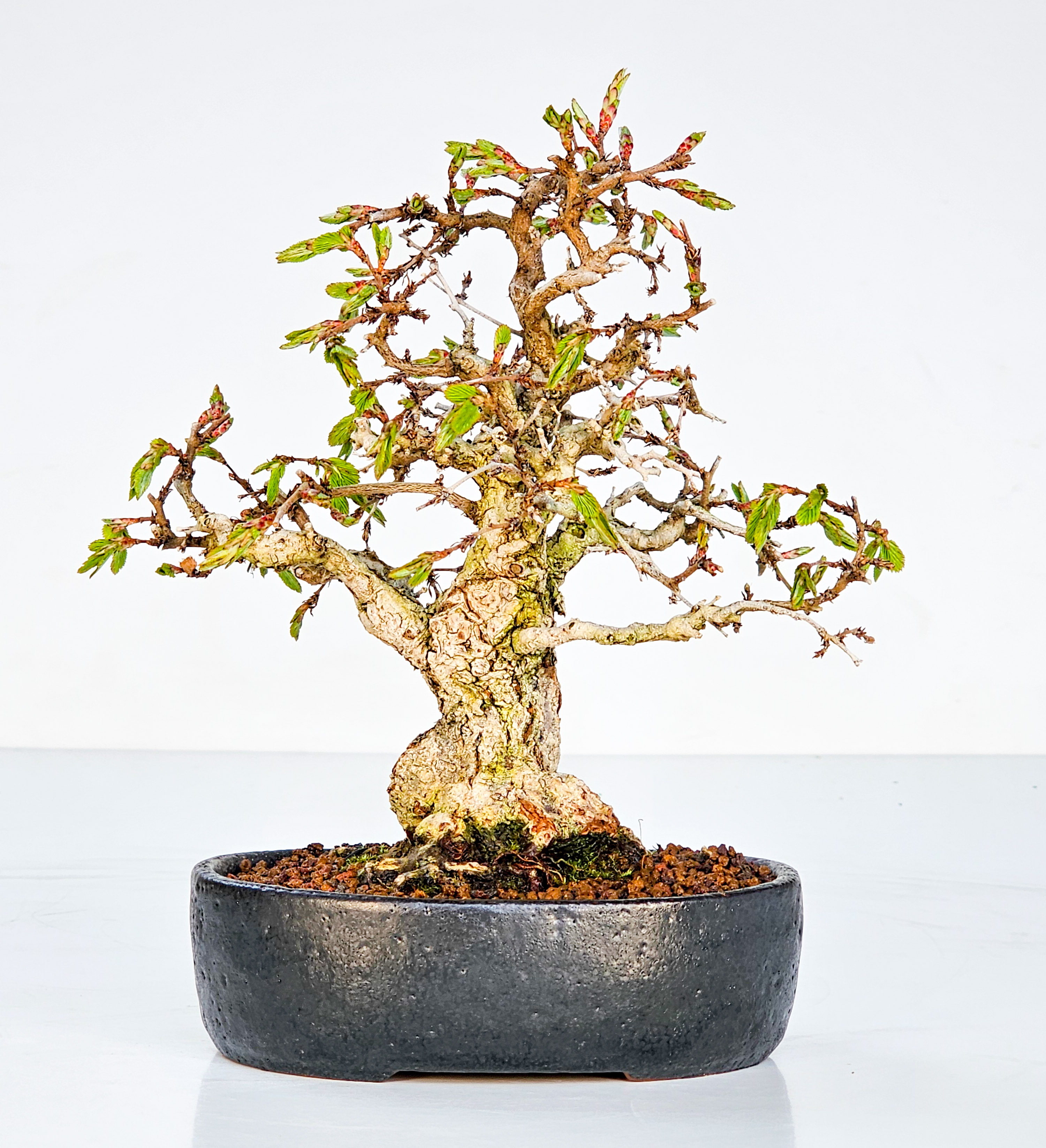 Bonsai Koreanische Hainbuche Carpinus coreana 17cm