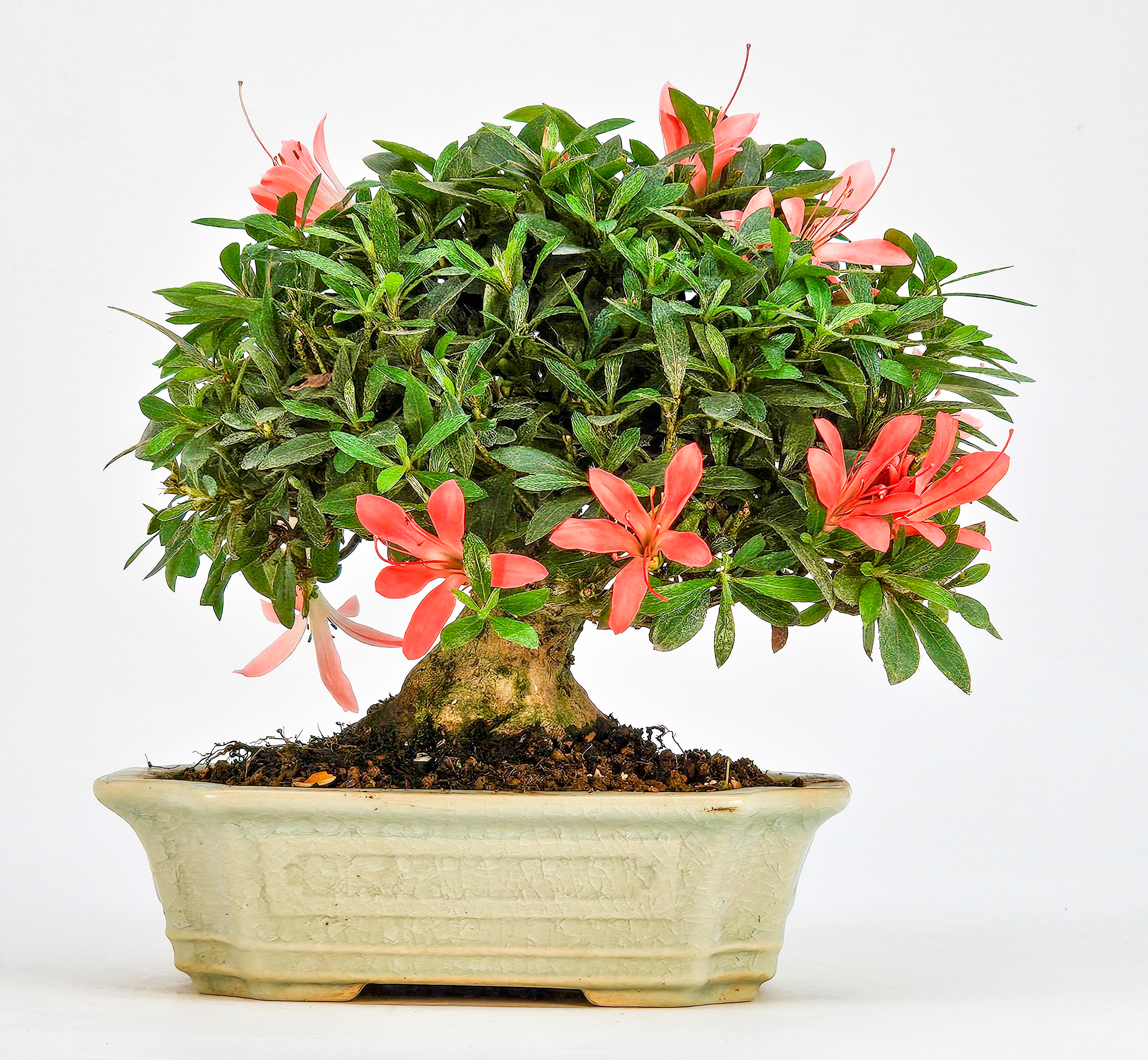Bonsai Azalee Rhododendron indicum - Satino kirameki - Shohin 13cm Bonsai Azalee Rhododendron indicum - Satino kirameki - Shohin 13cm