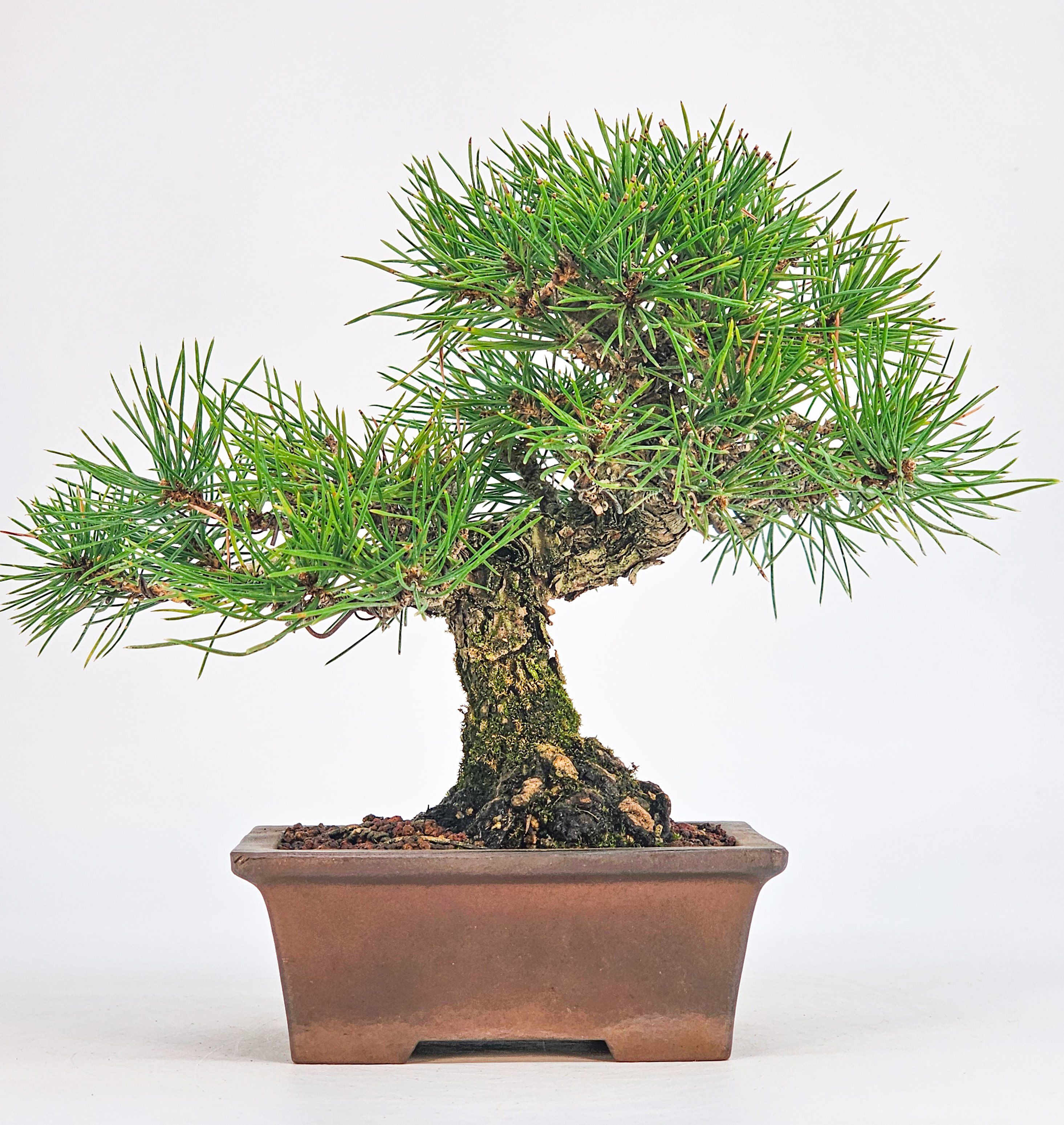 Bonsai Schwarzkiefer - Pinus thunbergii Shohin 17cm 