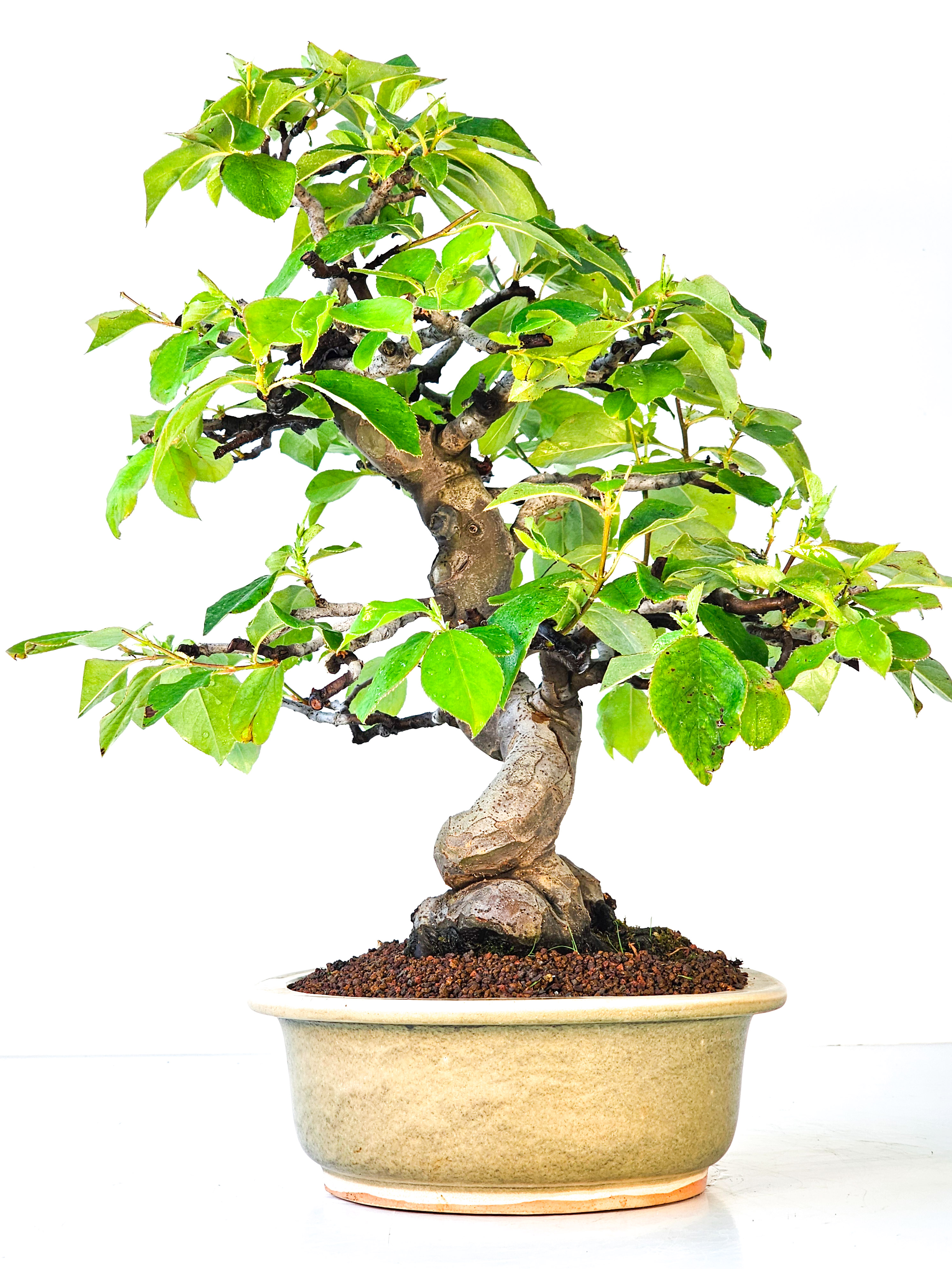 Bonsai Quitte - Pseudocydonia sinensis 39cm