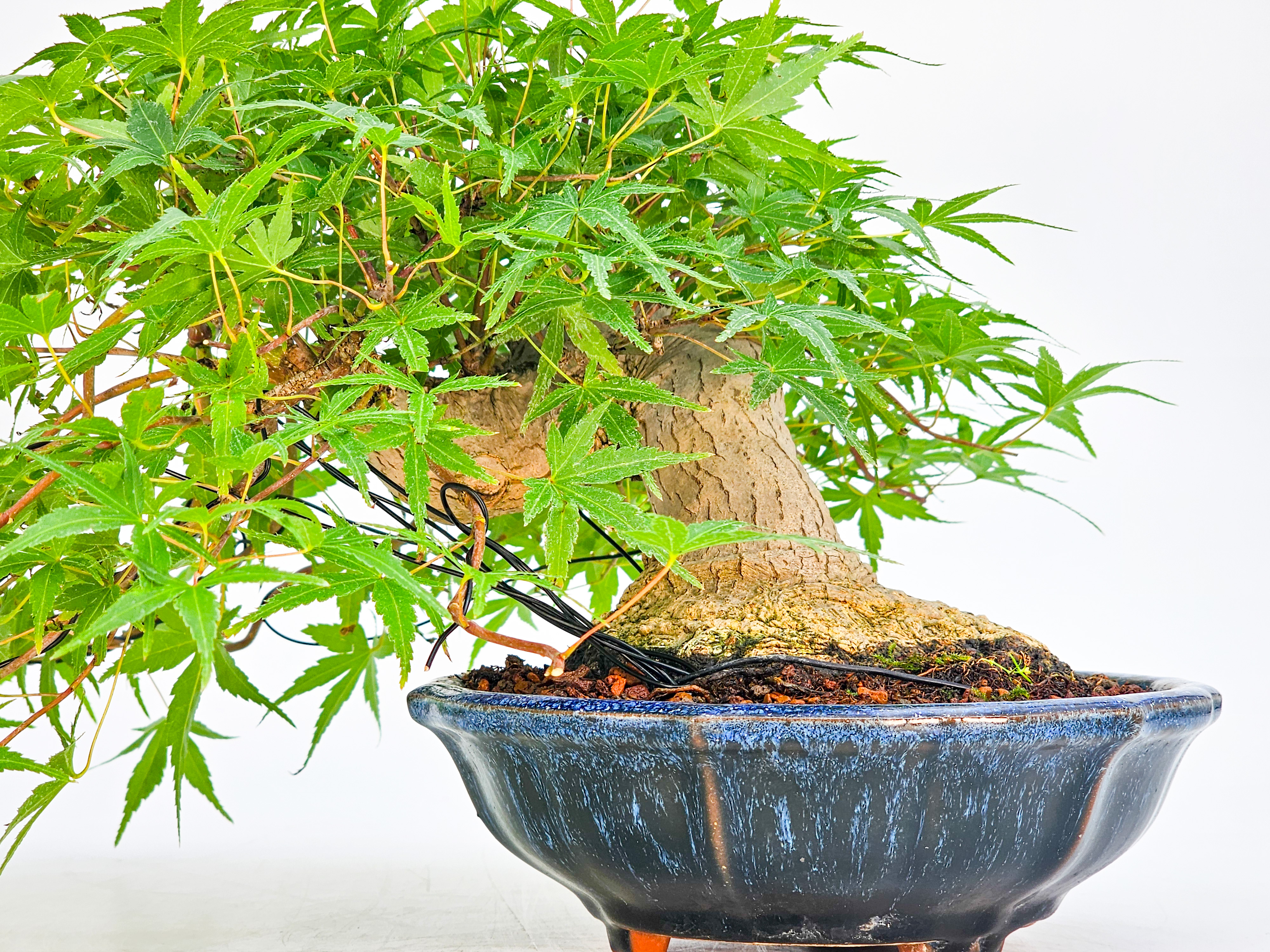 Bonsai Fächerahorn Acer Palmatum Shohin 17cm Bonsai Fächerahorn Acer Palmatum Shohin 17cm