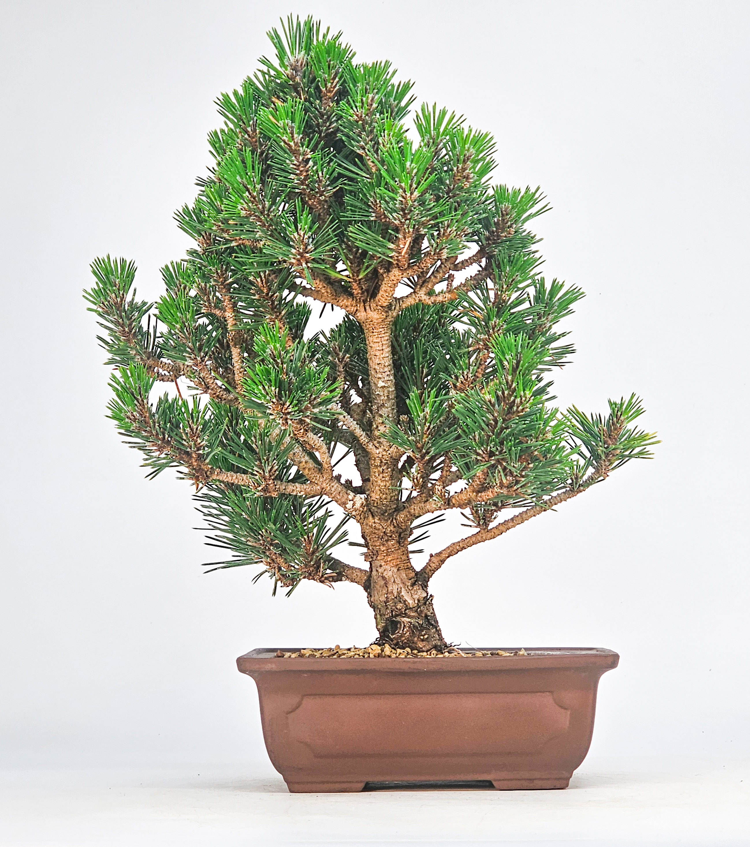 Bonsai Schwarzkiefer - Pinus thunbergii 25,5cm