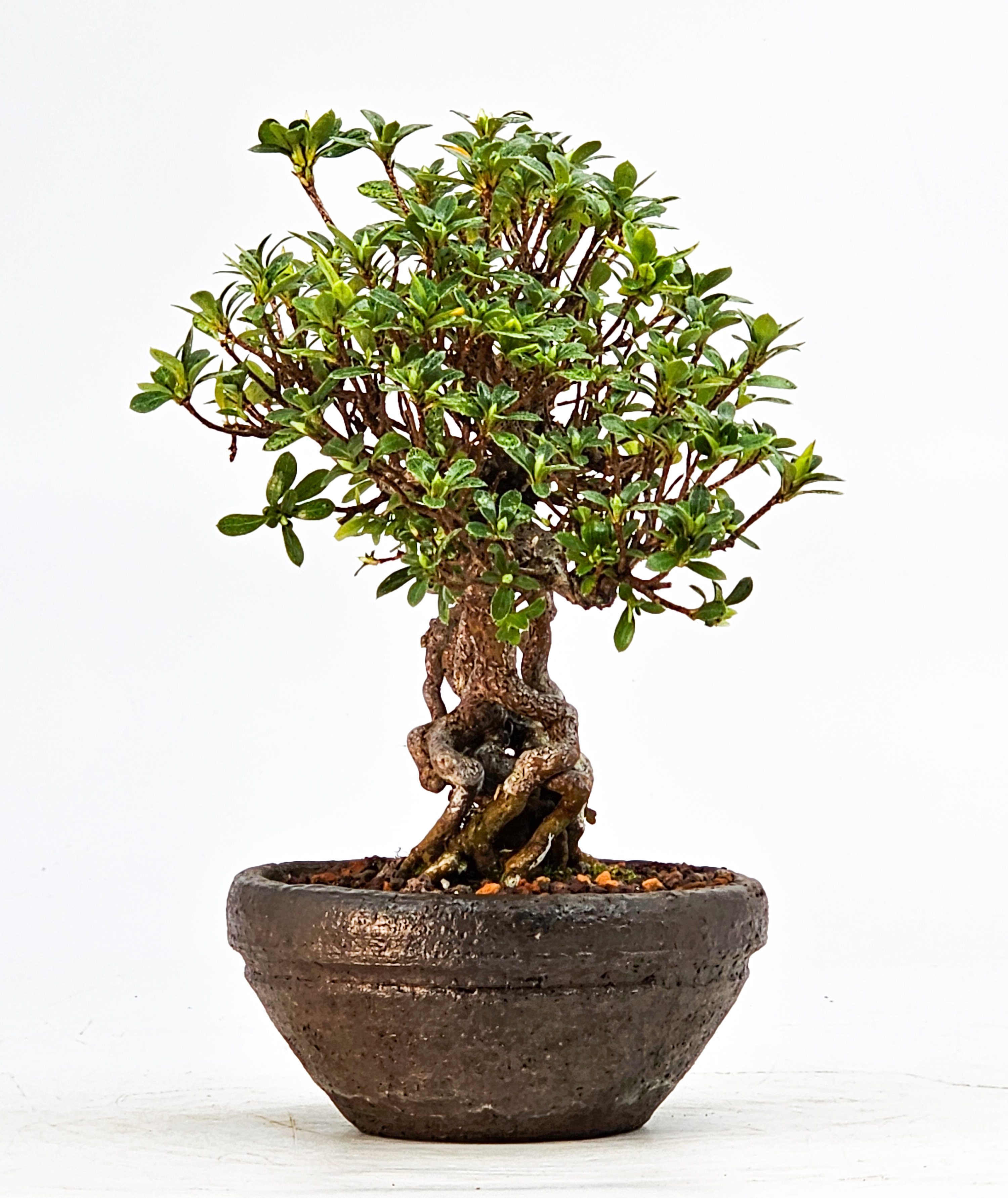 Bonsai Azalee Rhododendron indicum - Akemi-no-tsuki - Shohin 15,5cm