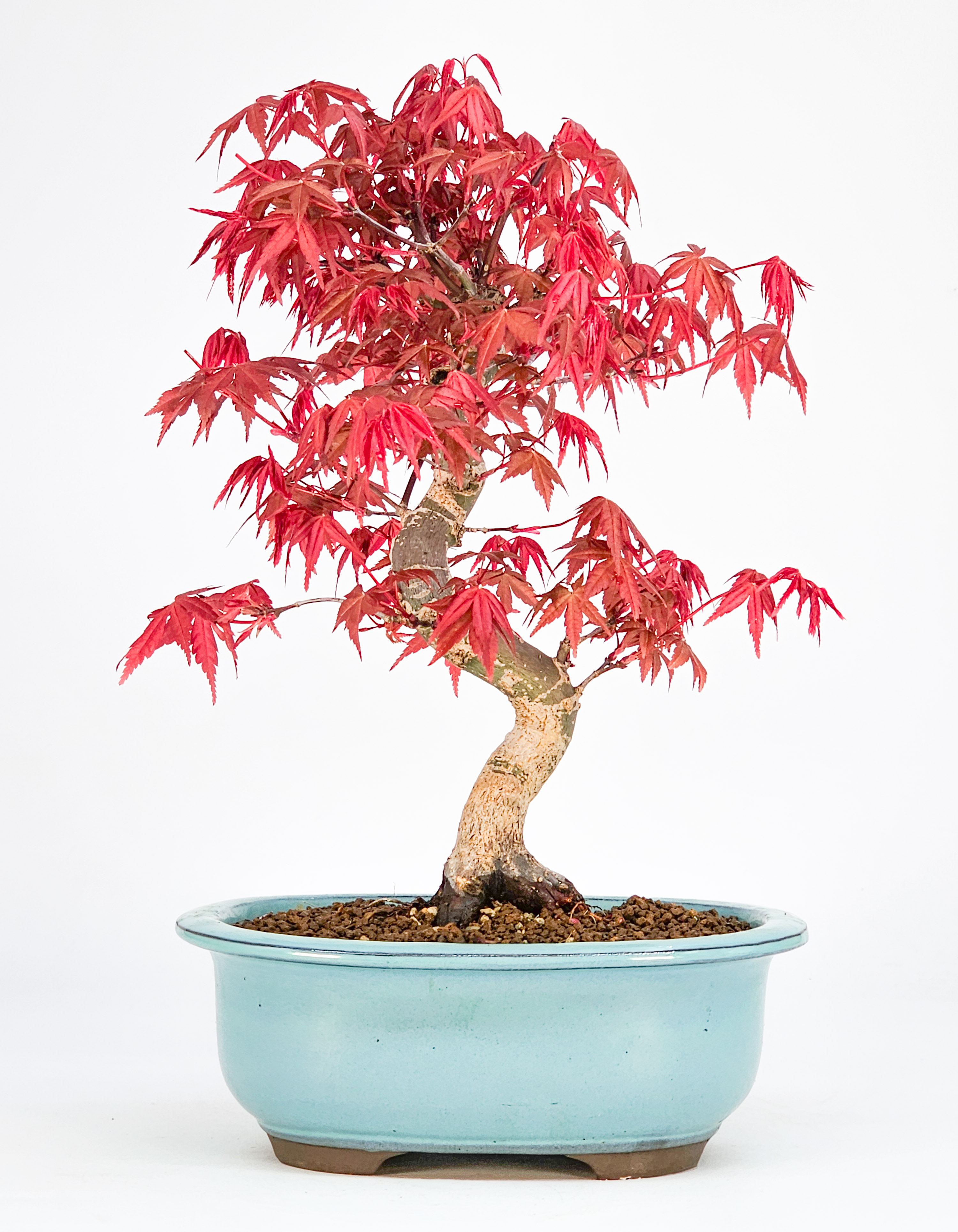 Bonsai Fächerahorn Acer palmatum Deshojo Shohin 21cm   