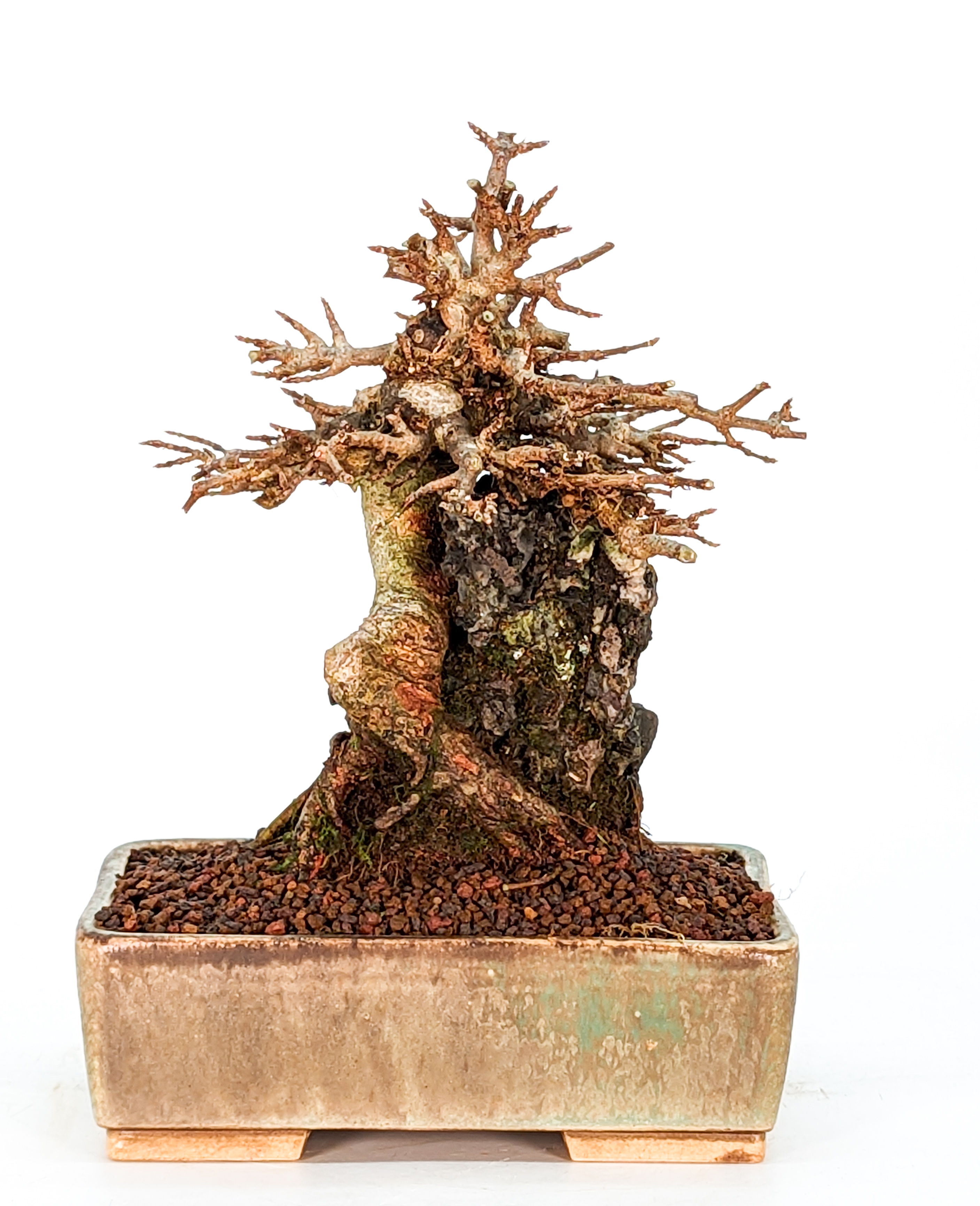 Bonsai Dreispitzahorn  - Acer buergerianum Shohin 16cm   