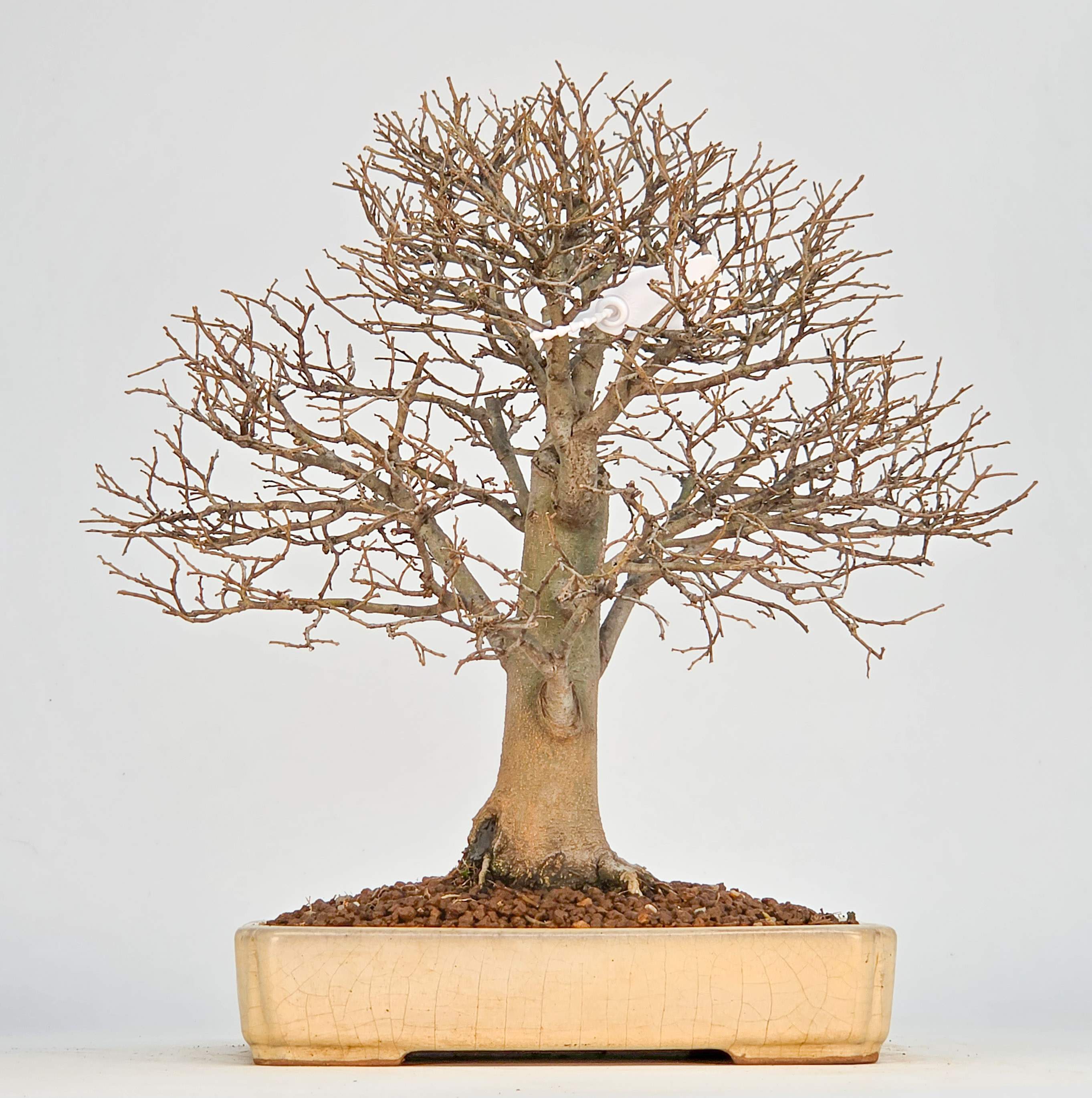 Bonsai Zürgelbaum - Celtis sinensis 25cm