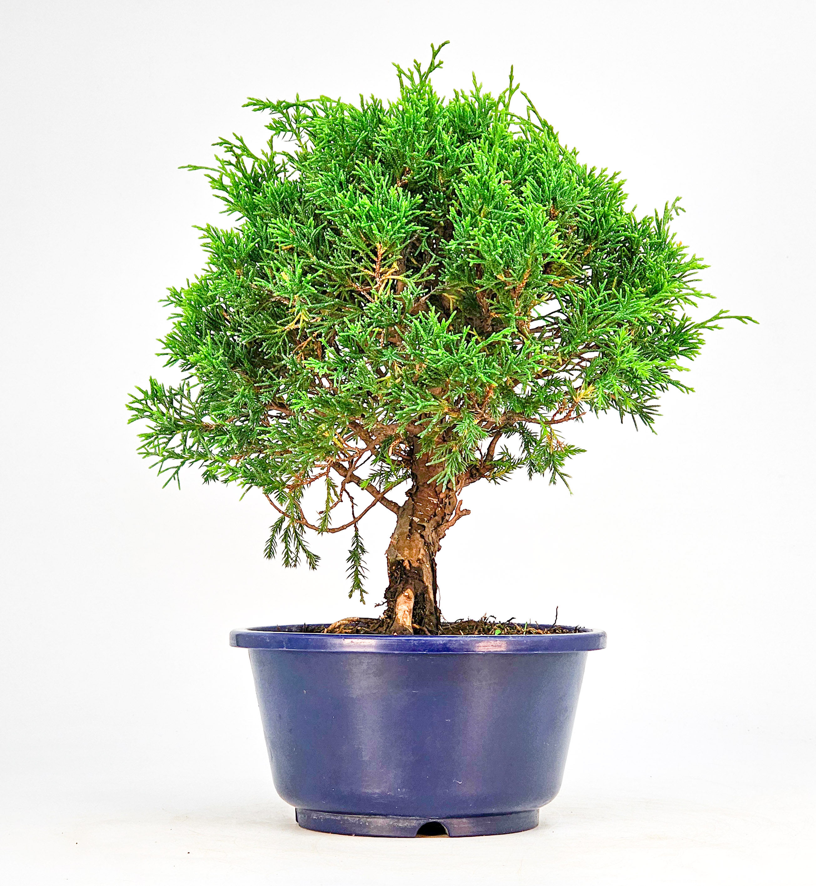 Bonsai Wacholder Juniperus chinensis shimpaku Shohin 21cm  