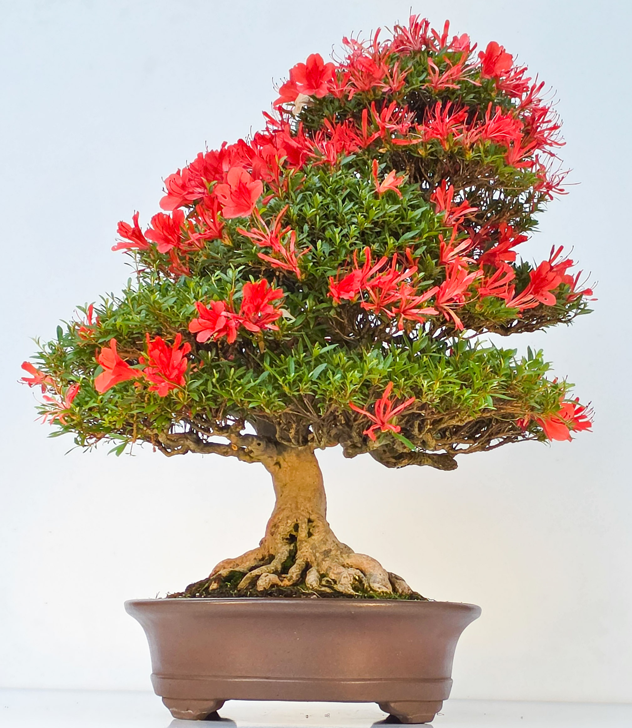 Bonsai Premium Azalee -  Rhododendron indicum kinsai 60cm