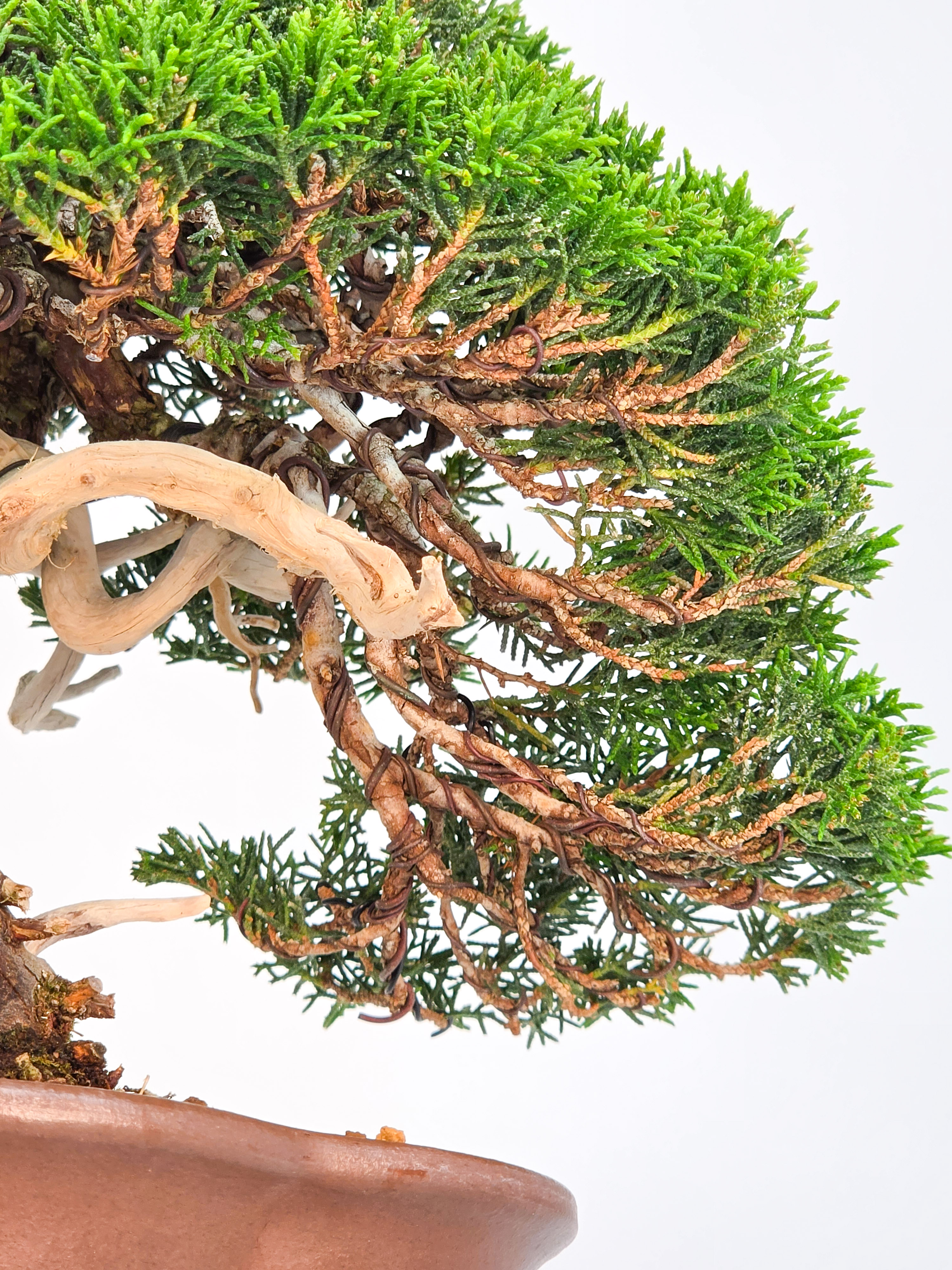 Bonsai Premium Wacholder - Juniperus chinensis 23cm Video!!
