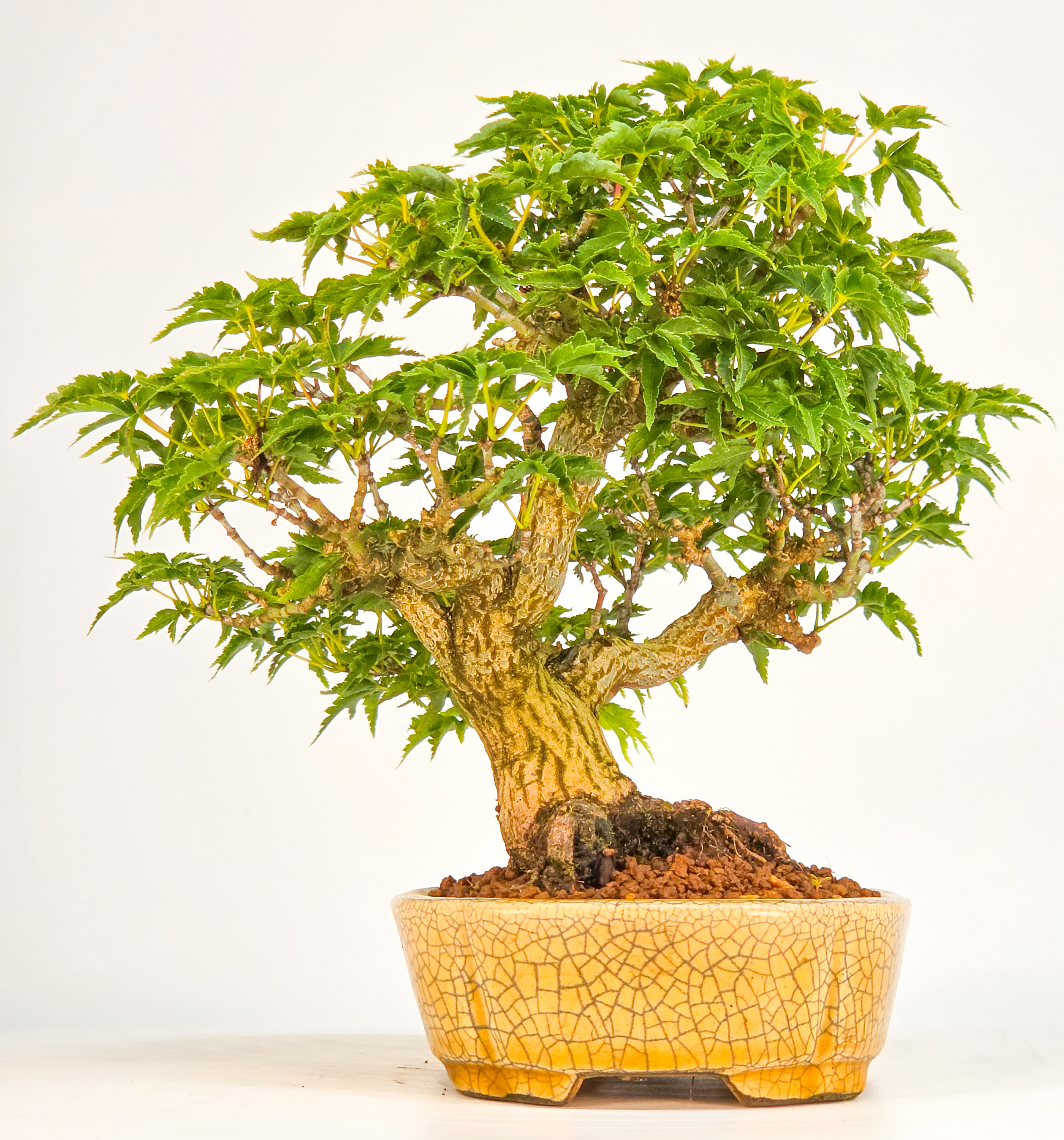 Bonsai Premium Löwenkopfahorn- Acer palmatum Shishigashira Shohin 16cm Video!!