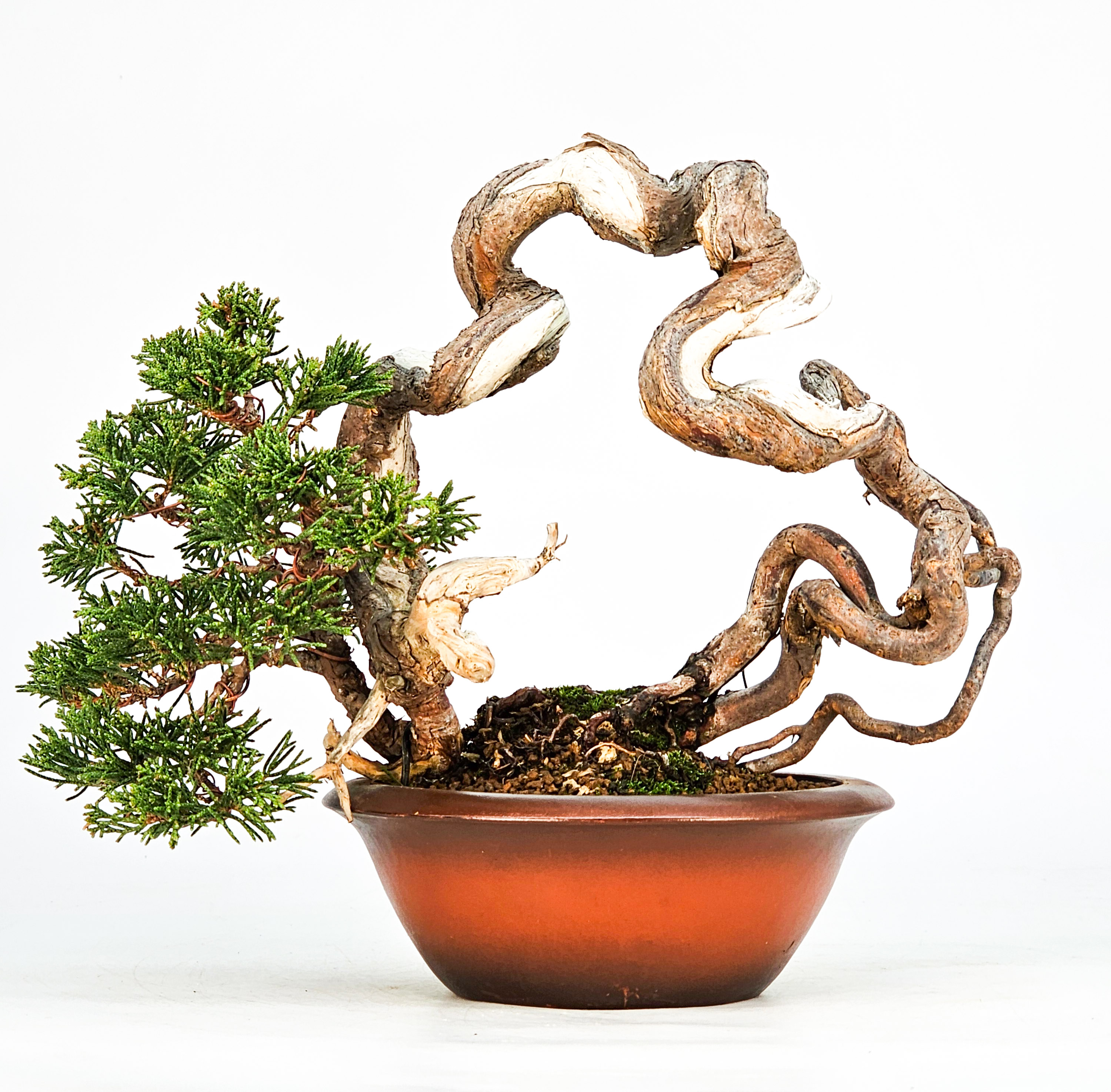 Bonsai Wacholder Juniperus Itoigawa 18cm Video!! Bonsai Wacholder Juniperus Itoigawa 18cm Video!!