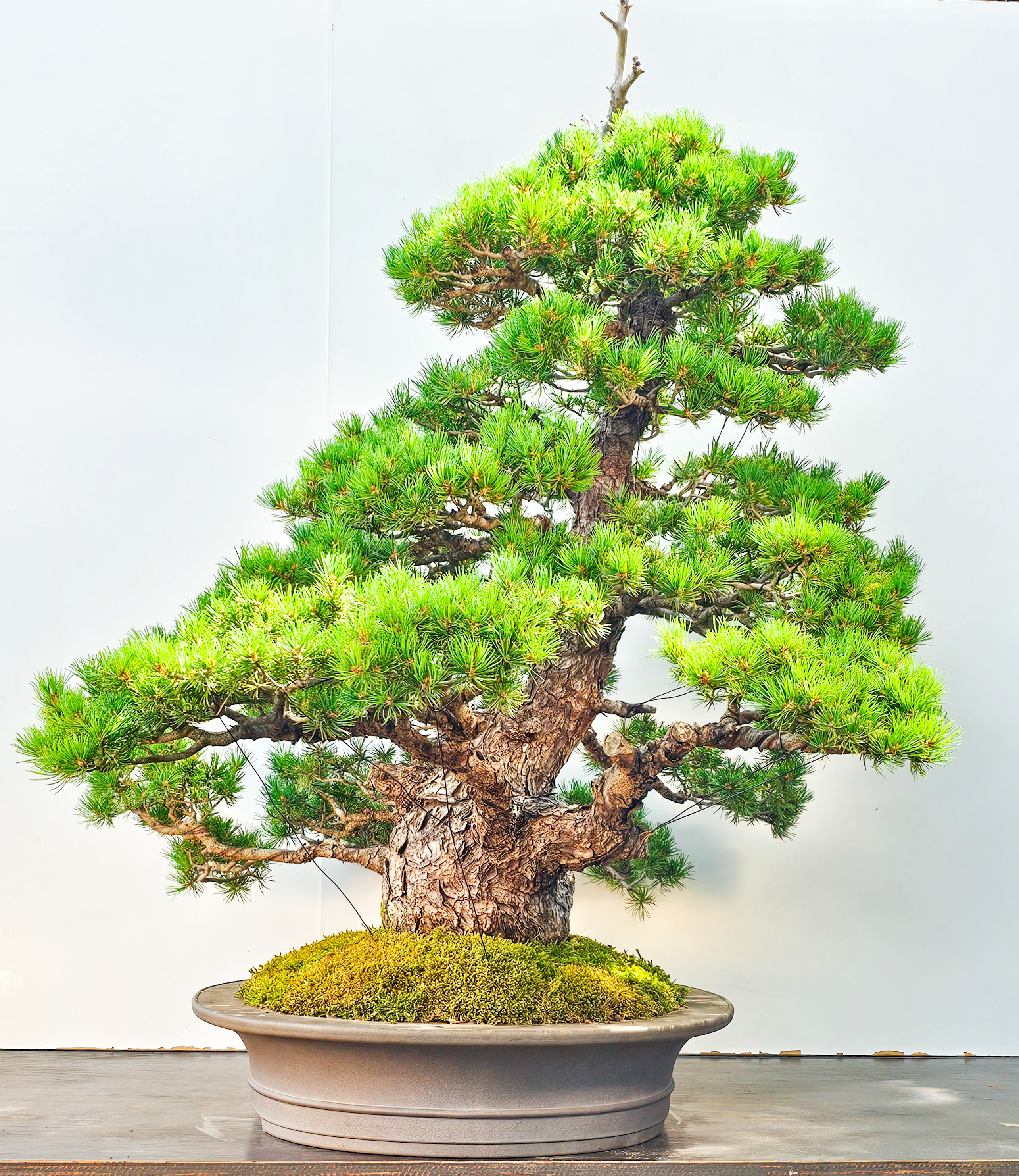 Bonsai Mädchenkiefer Pinus parviflora zuisho 86cm Video!! Bonsai Mädchenkiefer Pinus parviflora zuisho 86cm Video!!