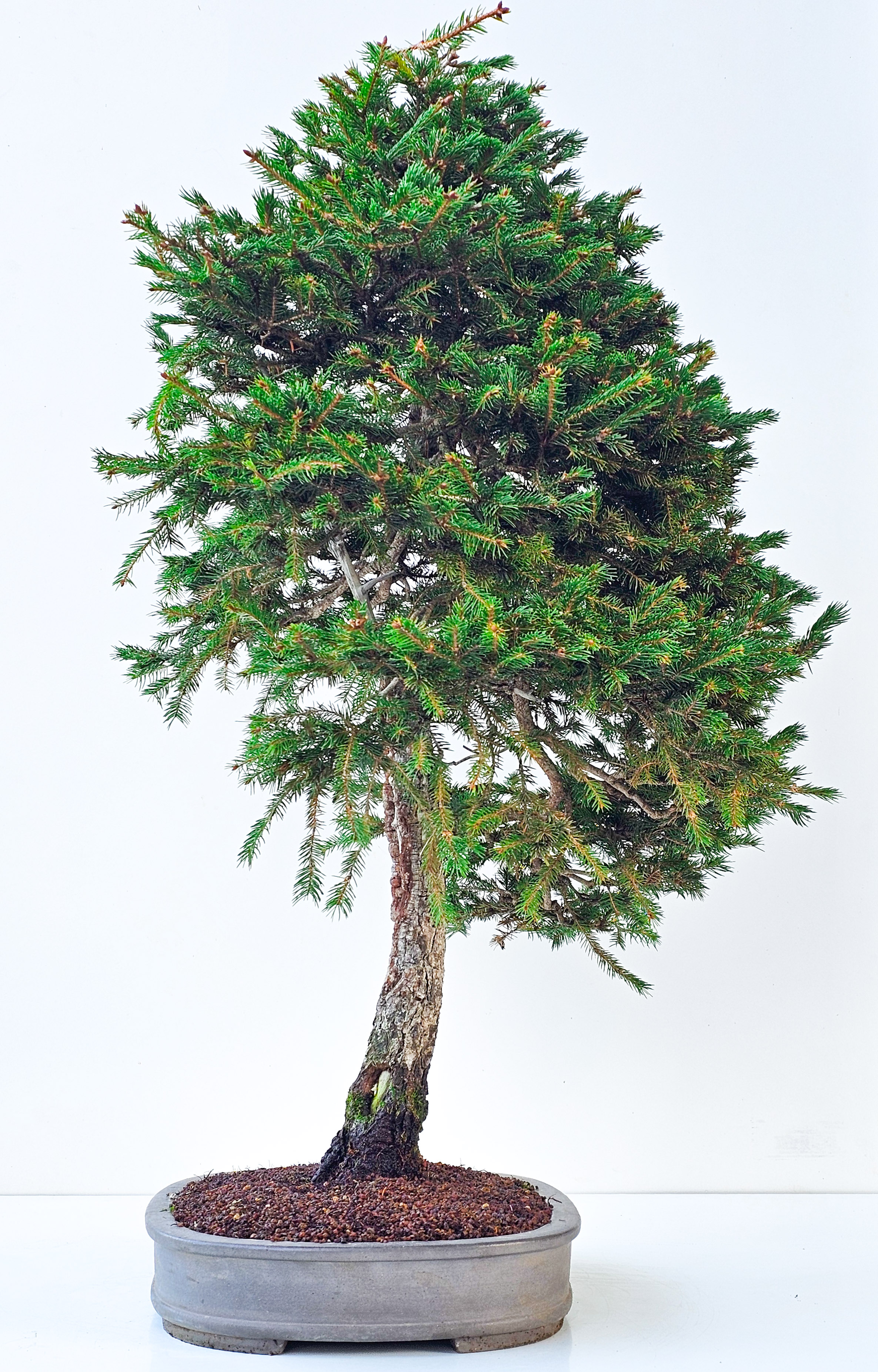 Bonsai Fichte - Picea 84cm Video!!