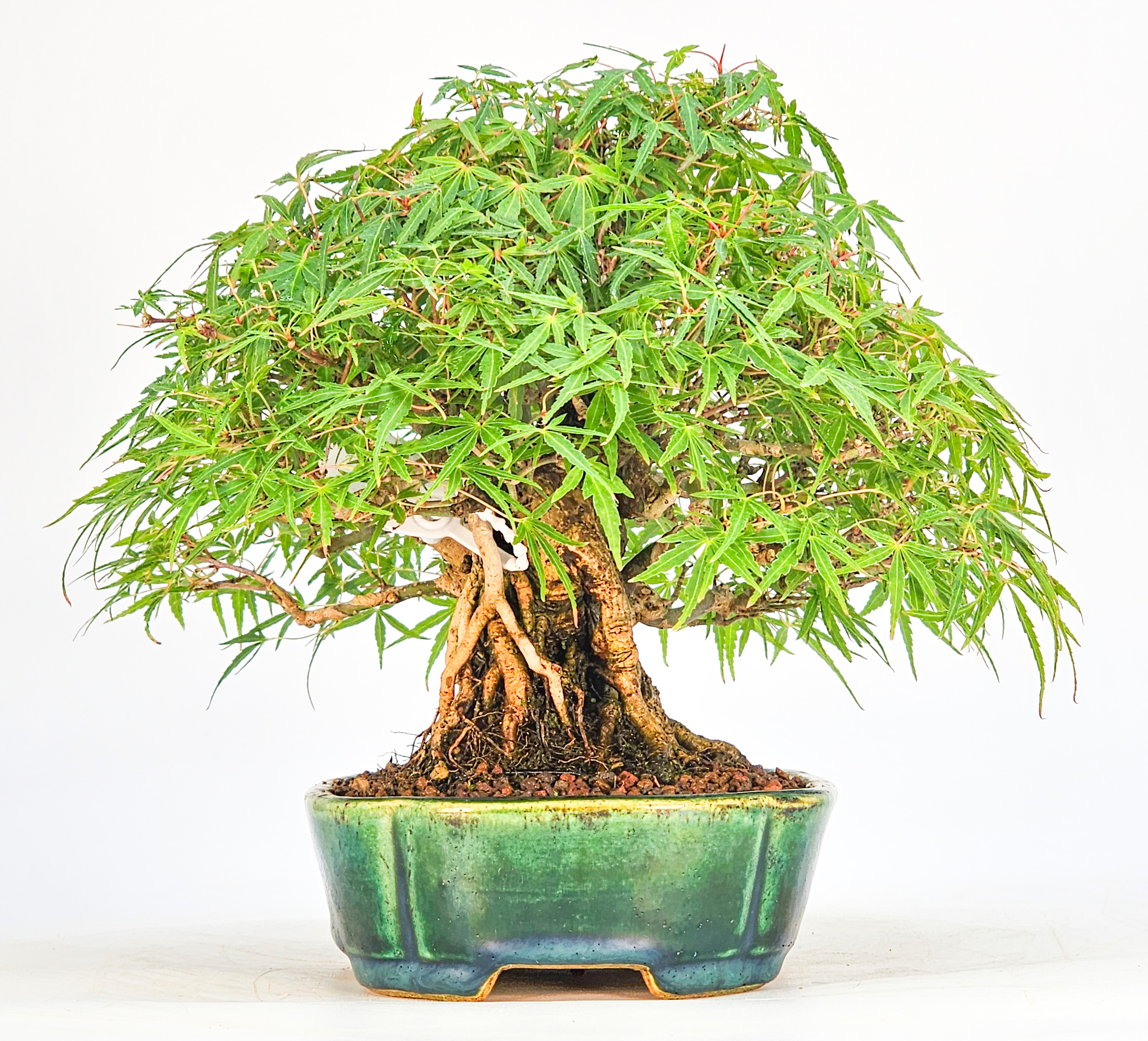 Bonsai Premium Fächerahorn - Acer Palmatum maihime Shohin 16cm Video!!