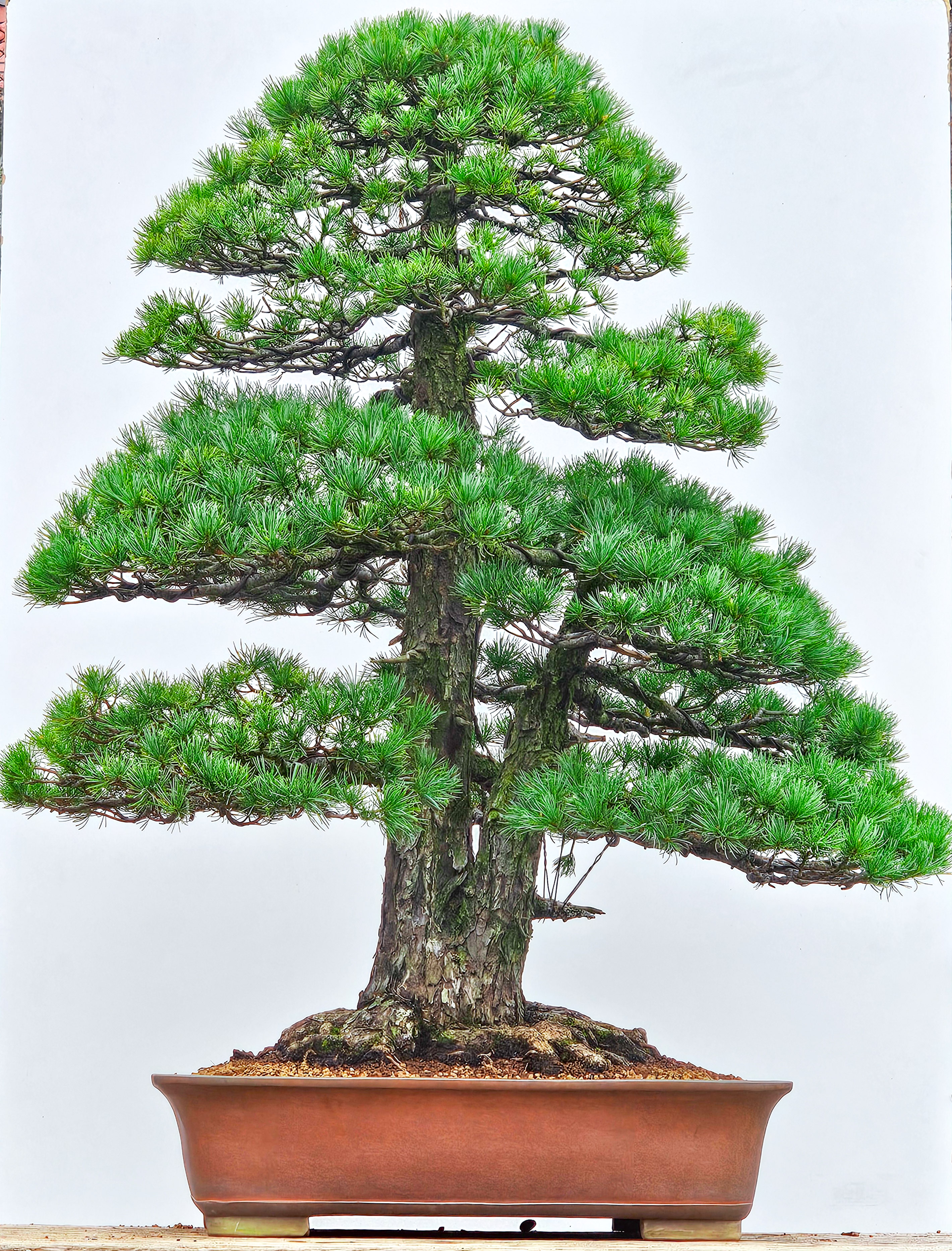 Bonsai Mädchenkiefer Pinus parviflora Zuisho 93 cm