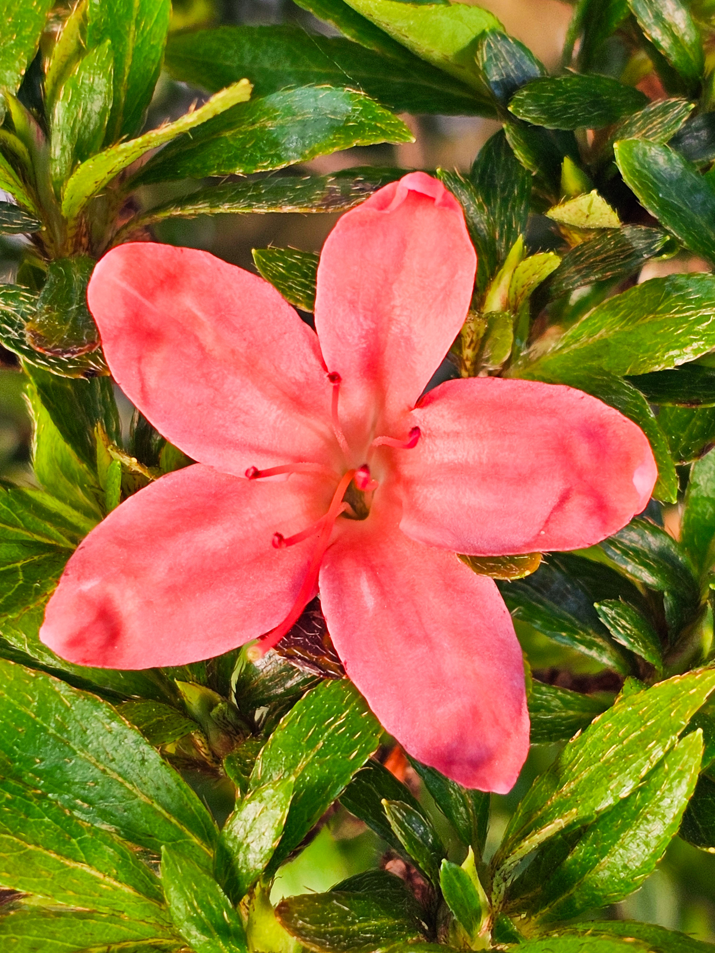 Bonsai Azalee Rhododendron indicum -Nissho no Hakari- 48cm Bonsai Azalee Rhododendron indicum -Nissho no Hakari- 48cm