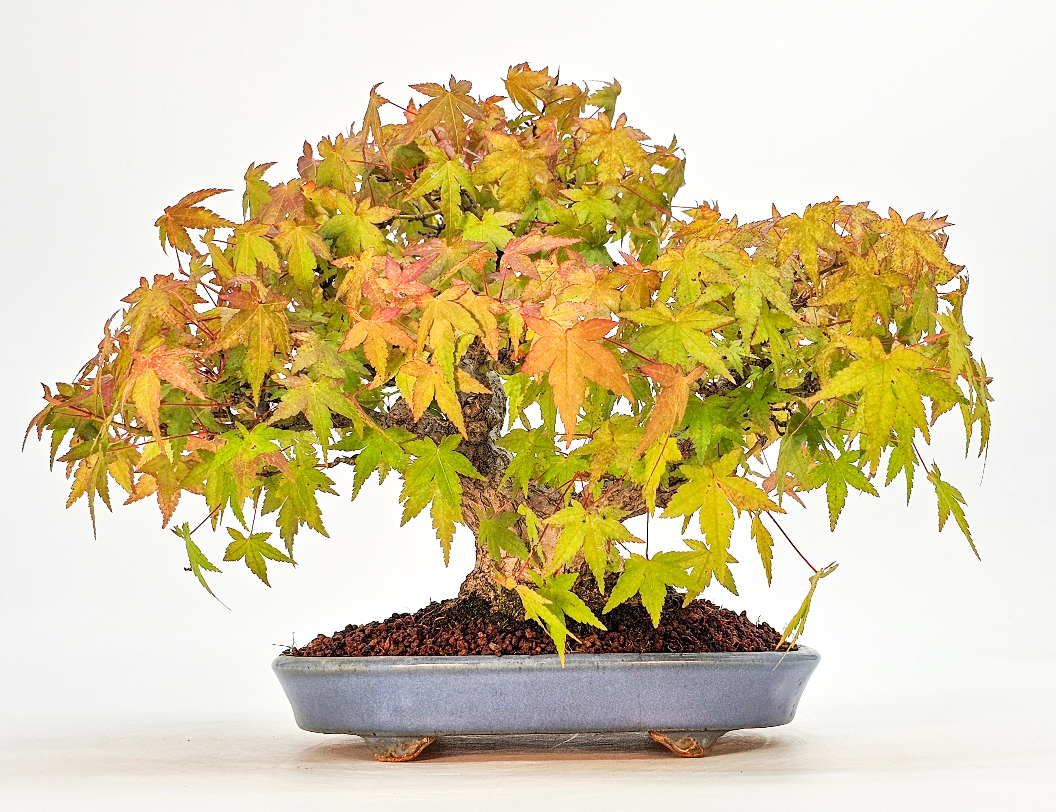 Bonsai Fächerahorn - Acer palmatum Shohin 19cm  