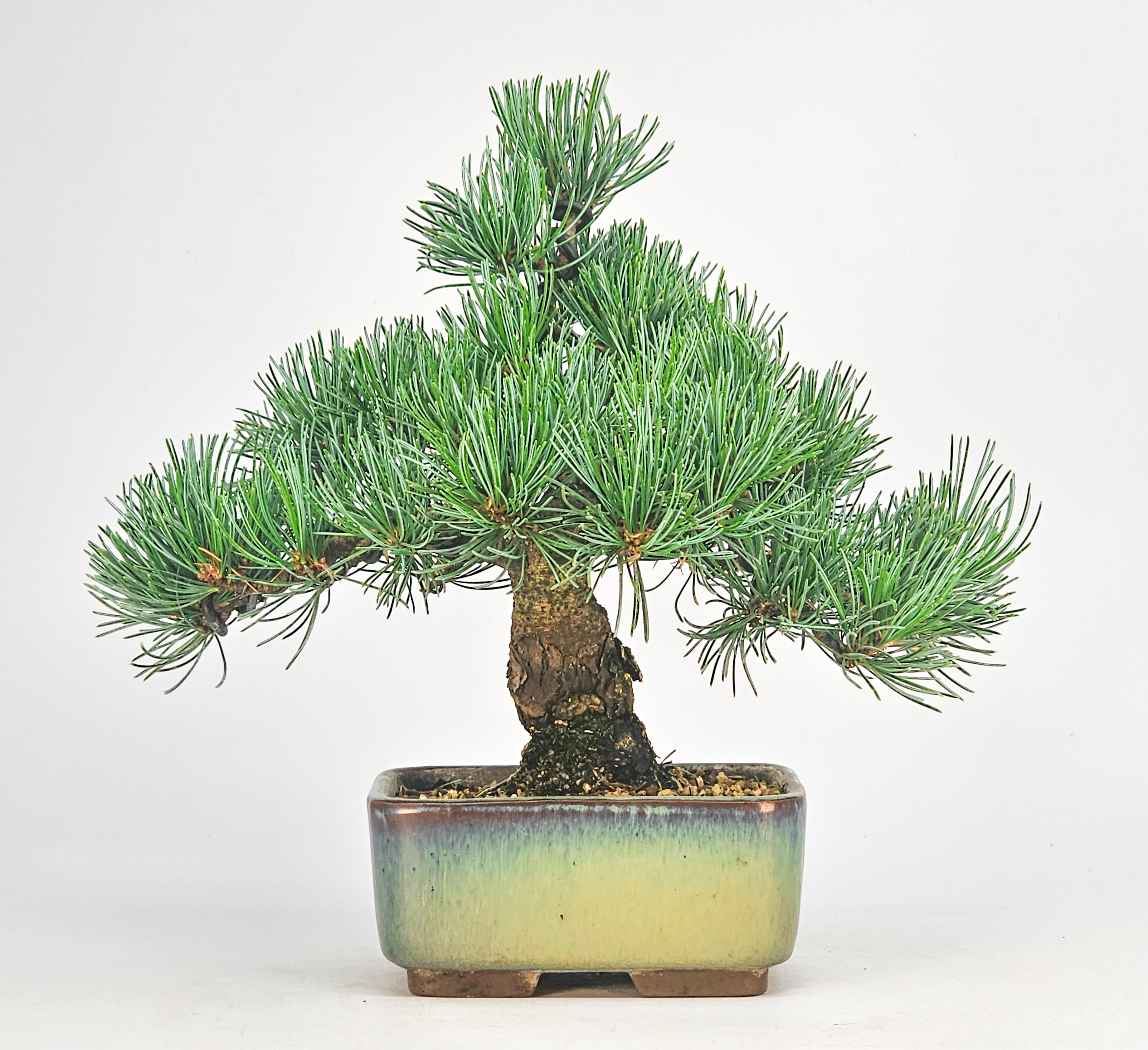 Bonsai Pinus parviflora - Mädchenkiefer Shohin 17cm 