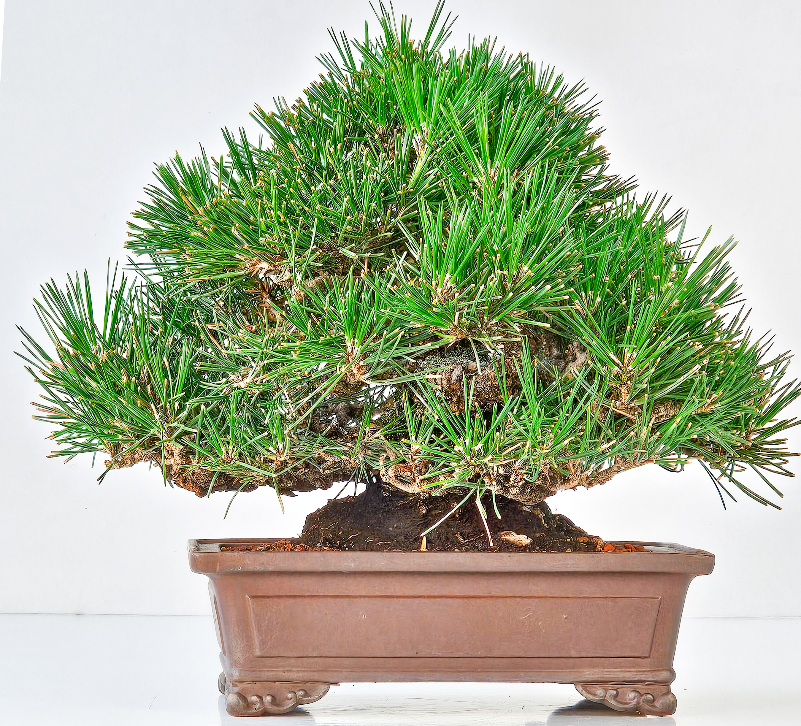 Bonsai Schwarzkiefer - Pinus thunbergii  22,5 cm Video!!
