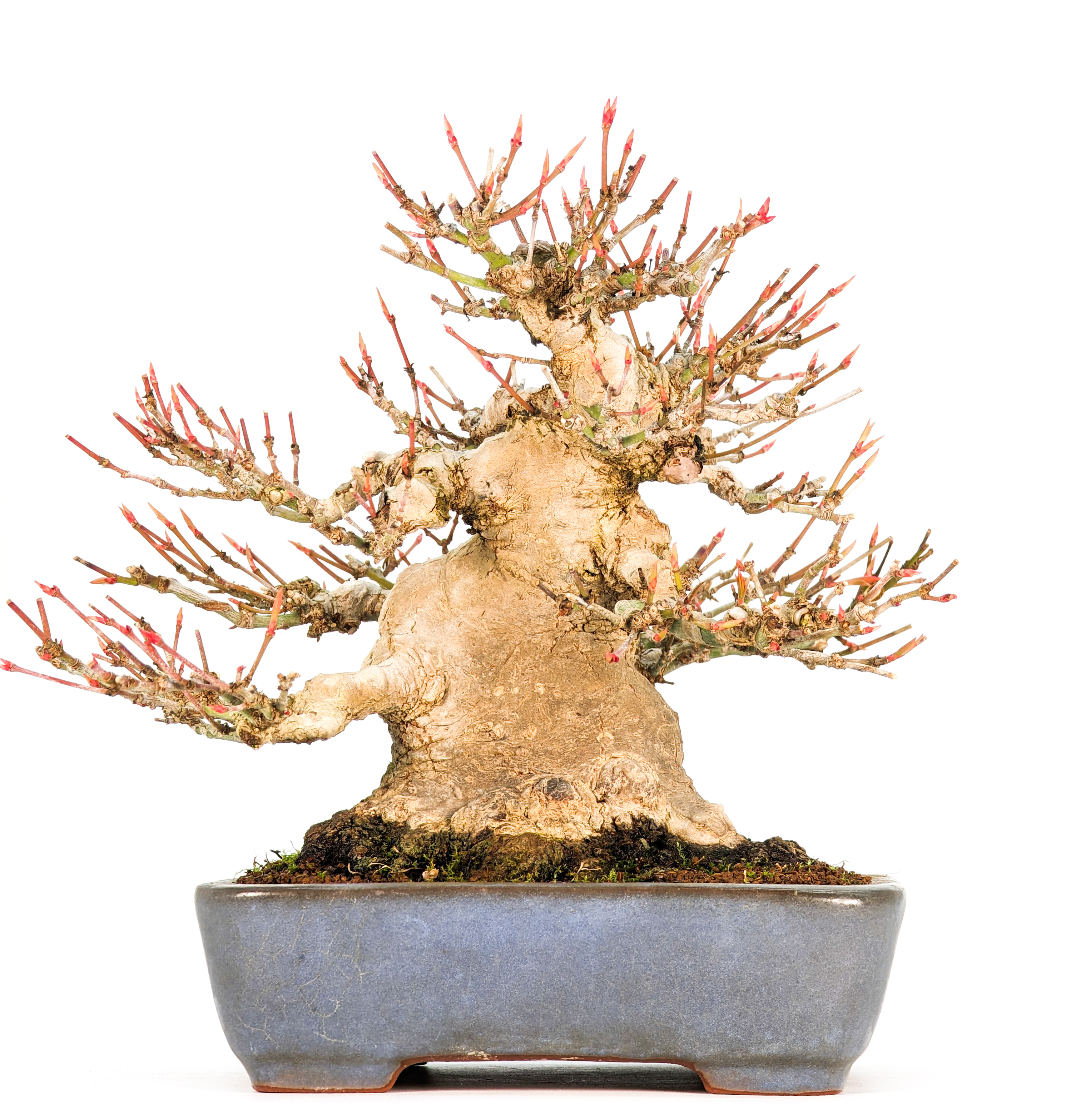 Bonsai Fächerahorn - Acer palmatum Yamamomiji Shohin 18cm     