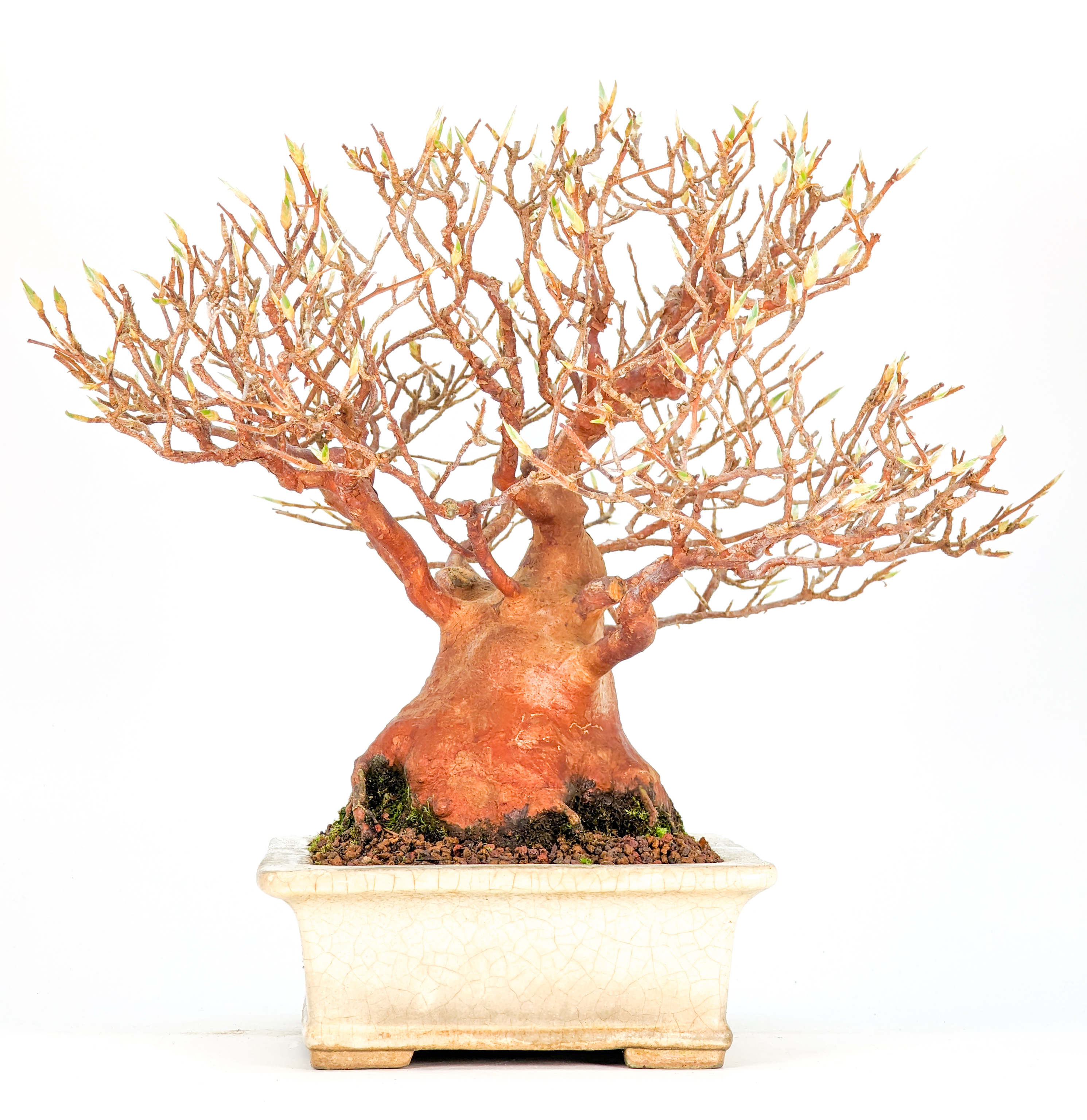 Bonsai Scheinkamelie - Stewartie 24cm Bonsai Scheinkamelie - Stewartie 24cm