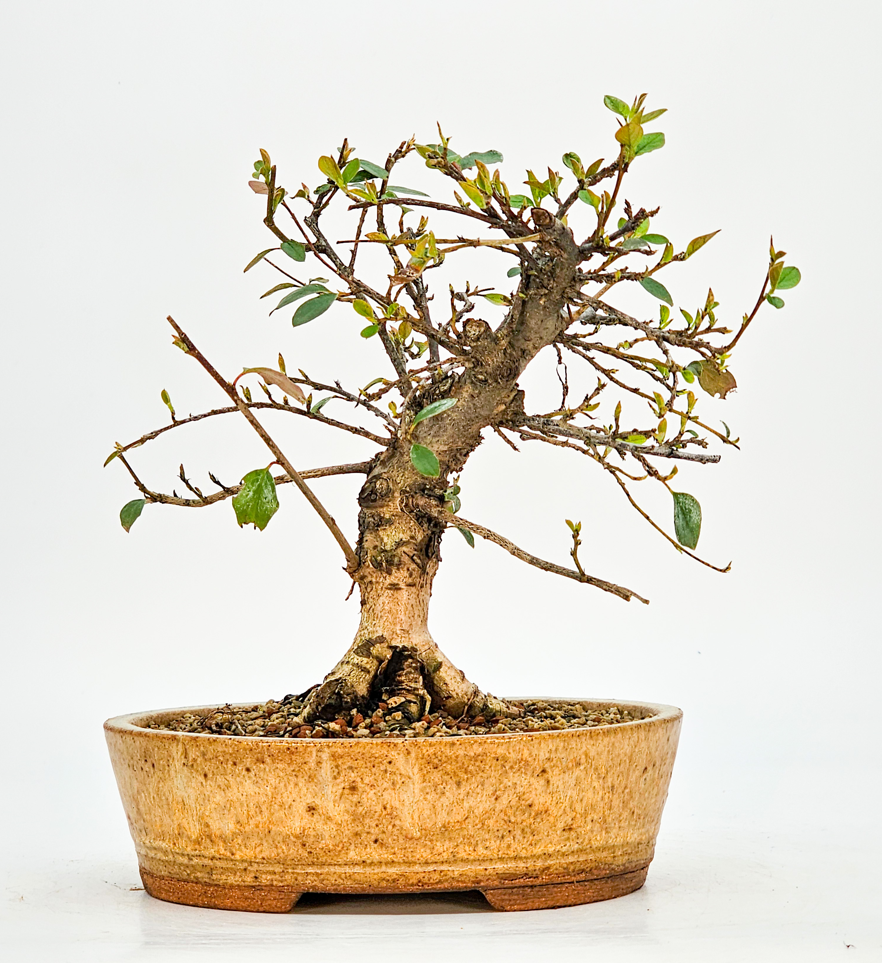 Bonsai Cotoneaster Zwergmispel Shohin 20cm