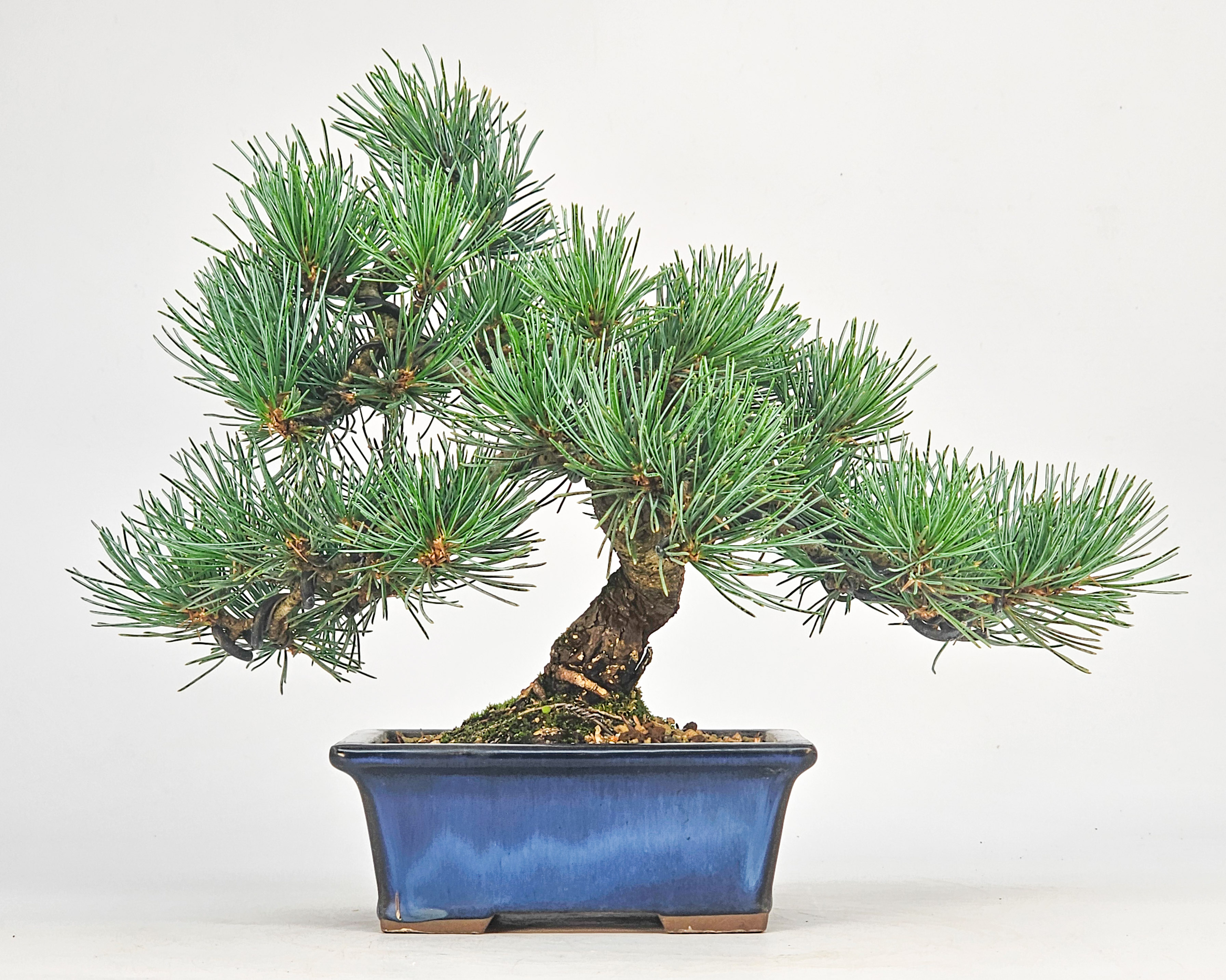 Bonsai Pinus parviflora - Mädchenkiefer Shohin 16,5cm