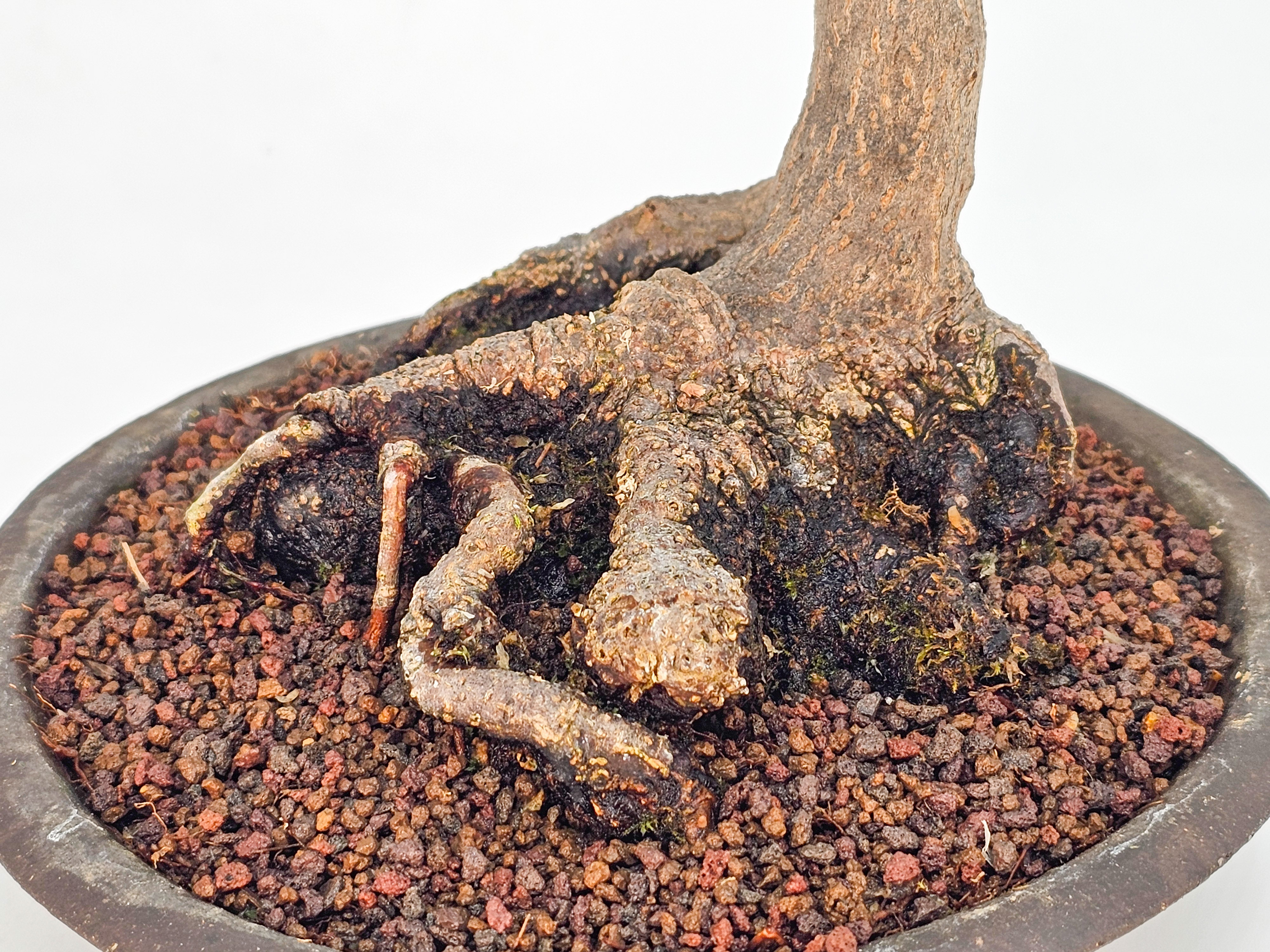 Bonsai Fächerahorn - Acer palmatum dissectum shidare 39cm