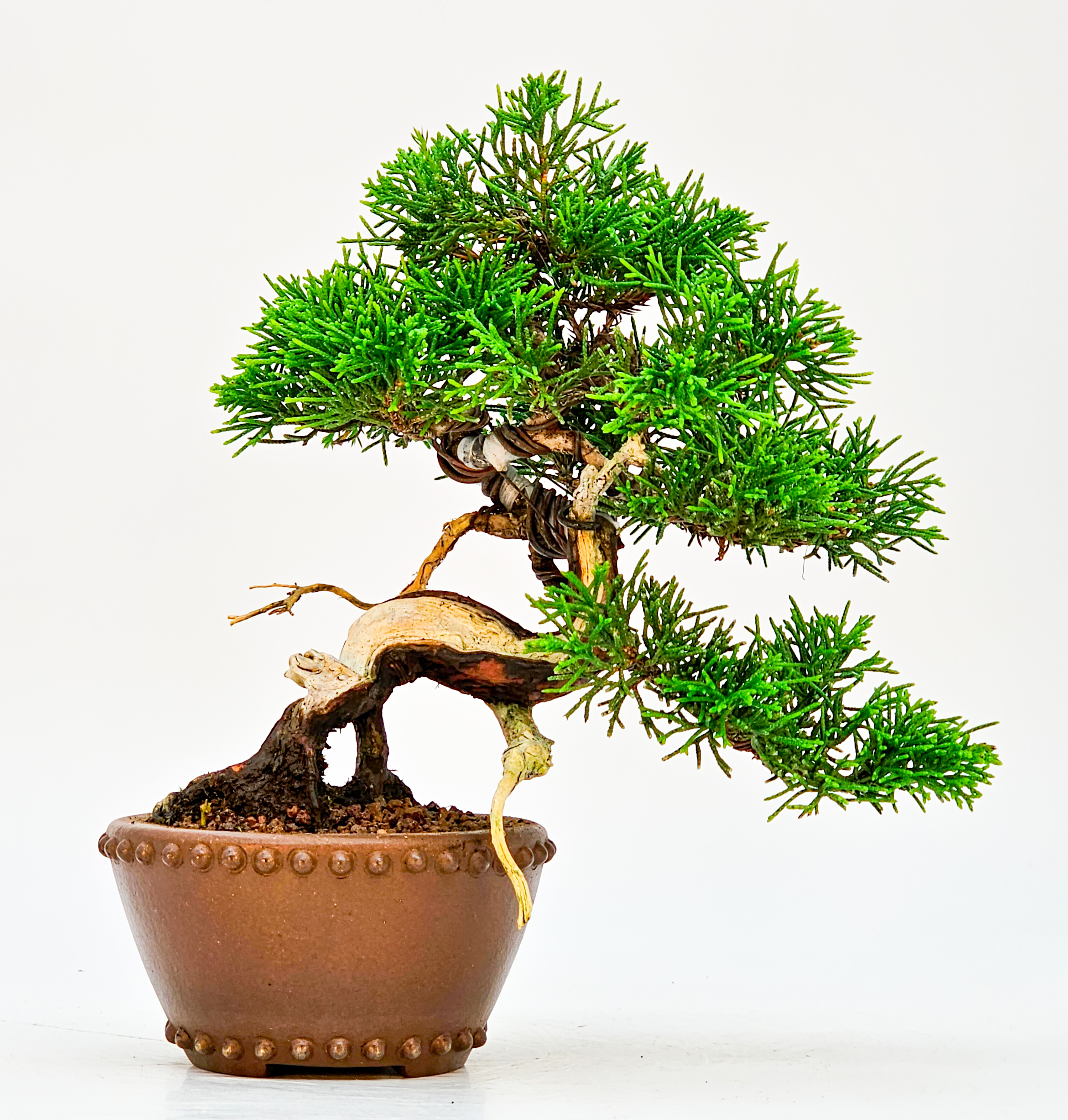 Bonsai Wacholder Juniperus Itoigawa Shohin 14cm