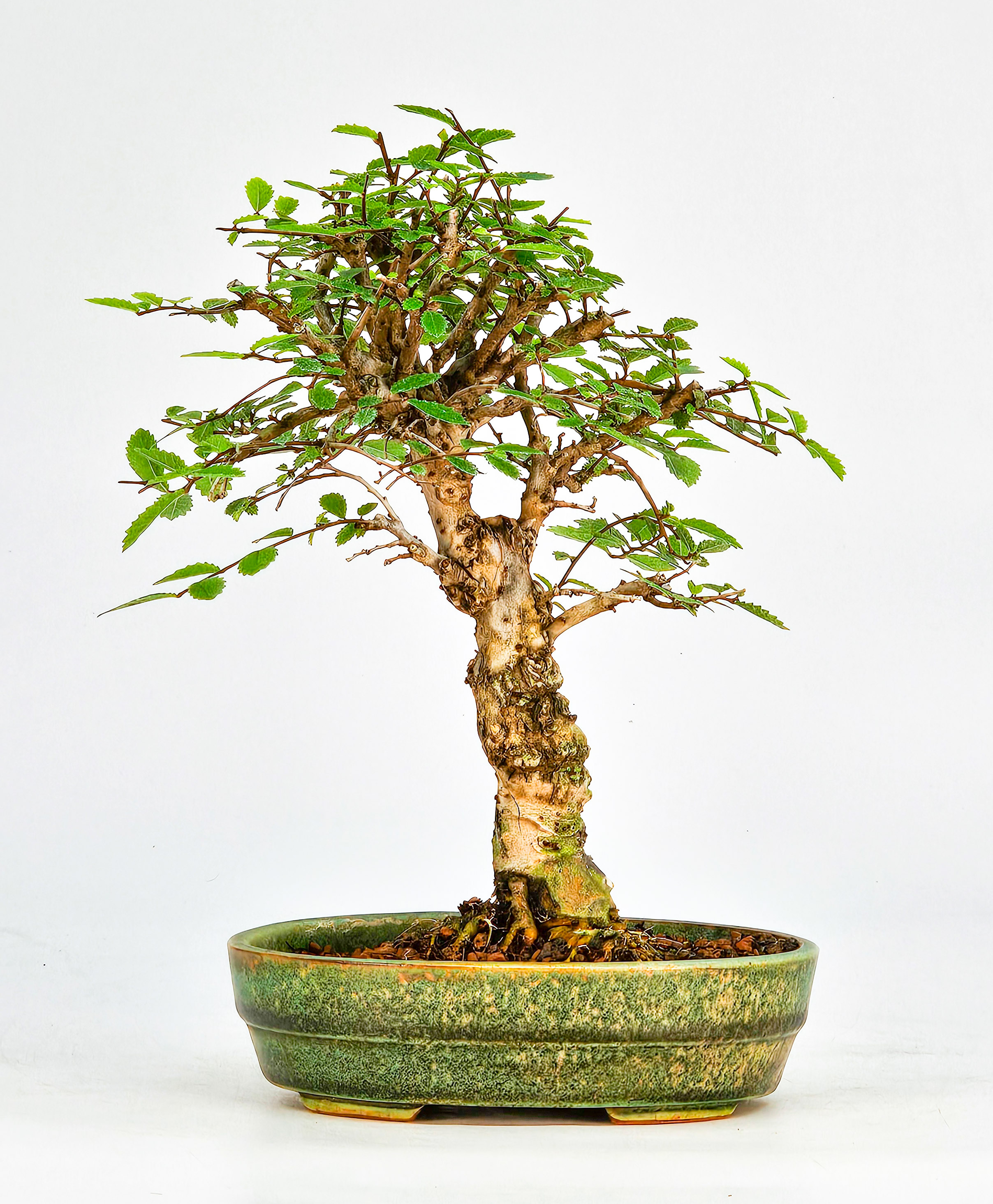 Bonsai Japanische Ulme - Ulmus parvifolia Shohin 18cm  