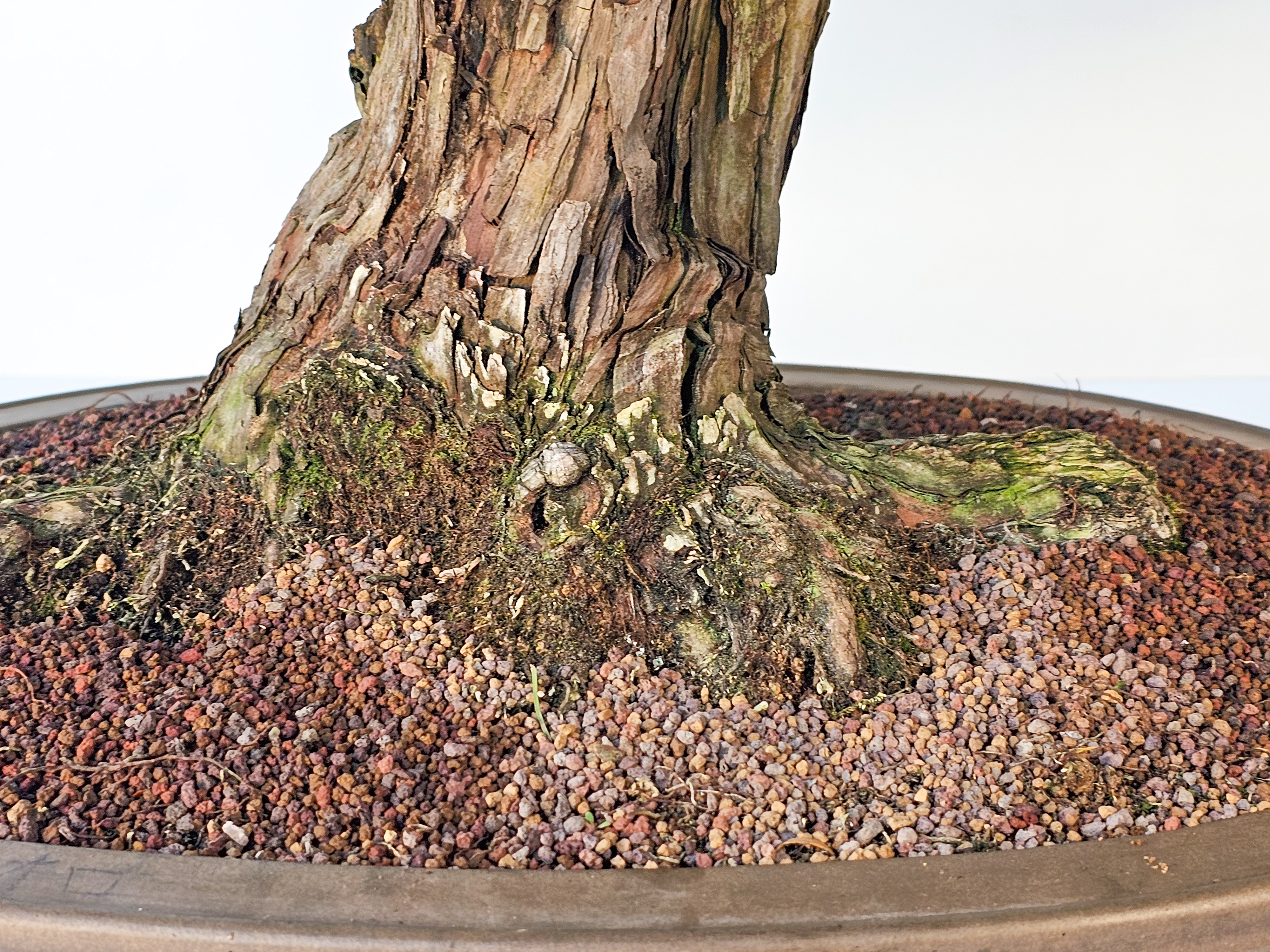 Bonsai Chamaecyparis obtusa 70 cm Video!! Bonsai Chamaecyparis obtusa 70 cm Video!!